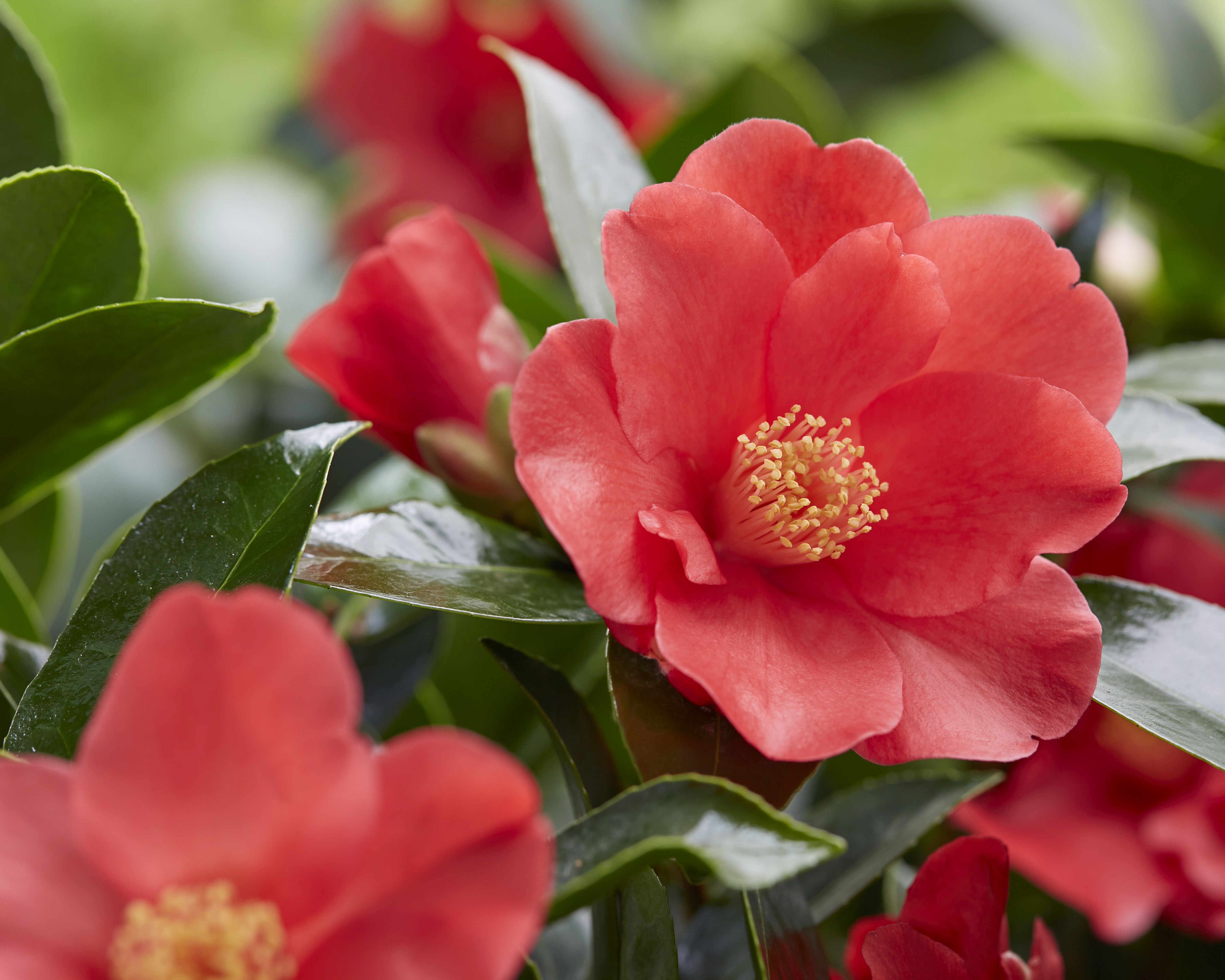 Camellia 1001 Summer Nights bloem(9).jpg