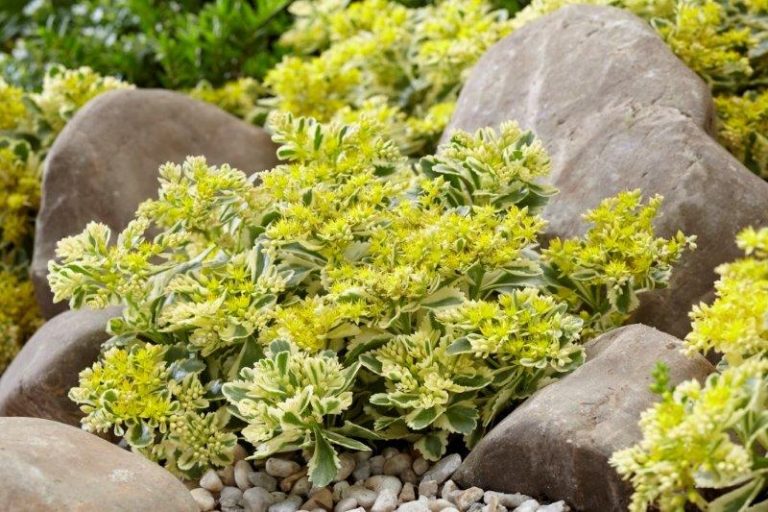 setnons-Sedum-Atlantis_Garden2-768x512.jpg