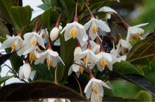 Styrax japonicus ‘Evening Light’.png