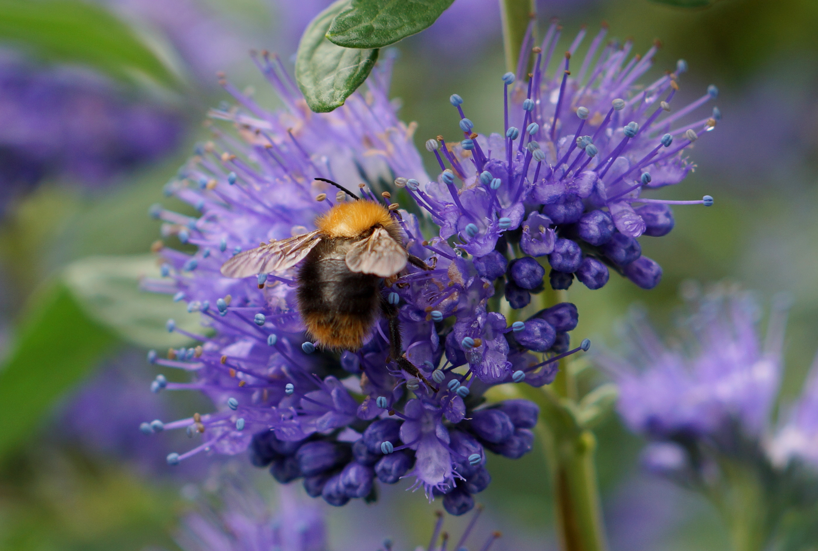 Caryopteris Blue Empire - 03.JPG