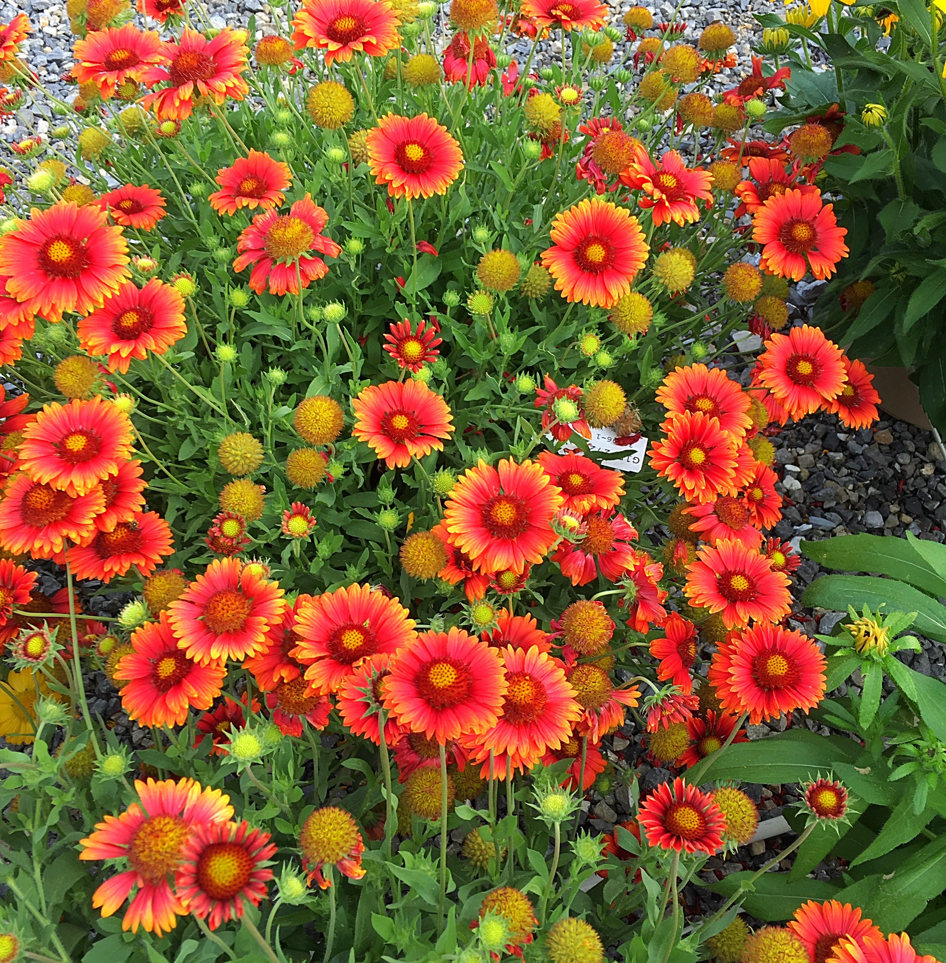 sunbuddies red container trial.JPG