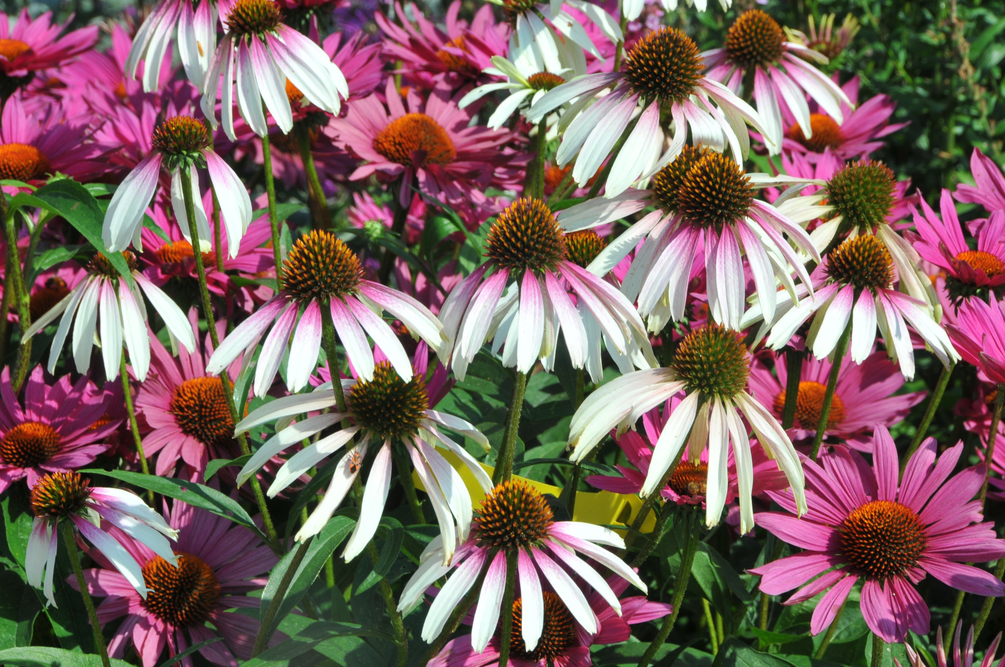 Echinacea Pretty Parasols.jpg