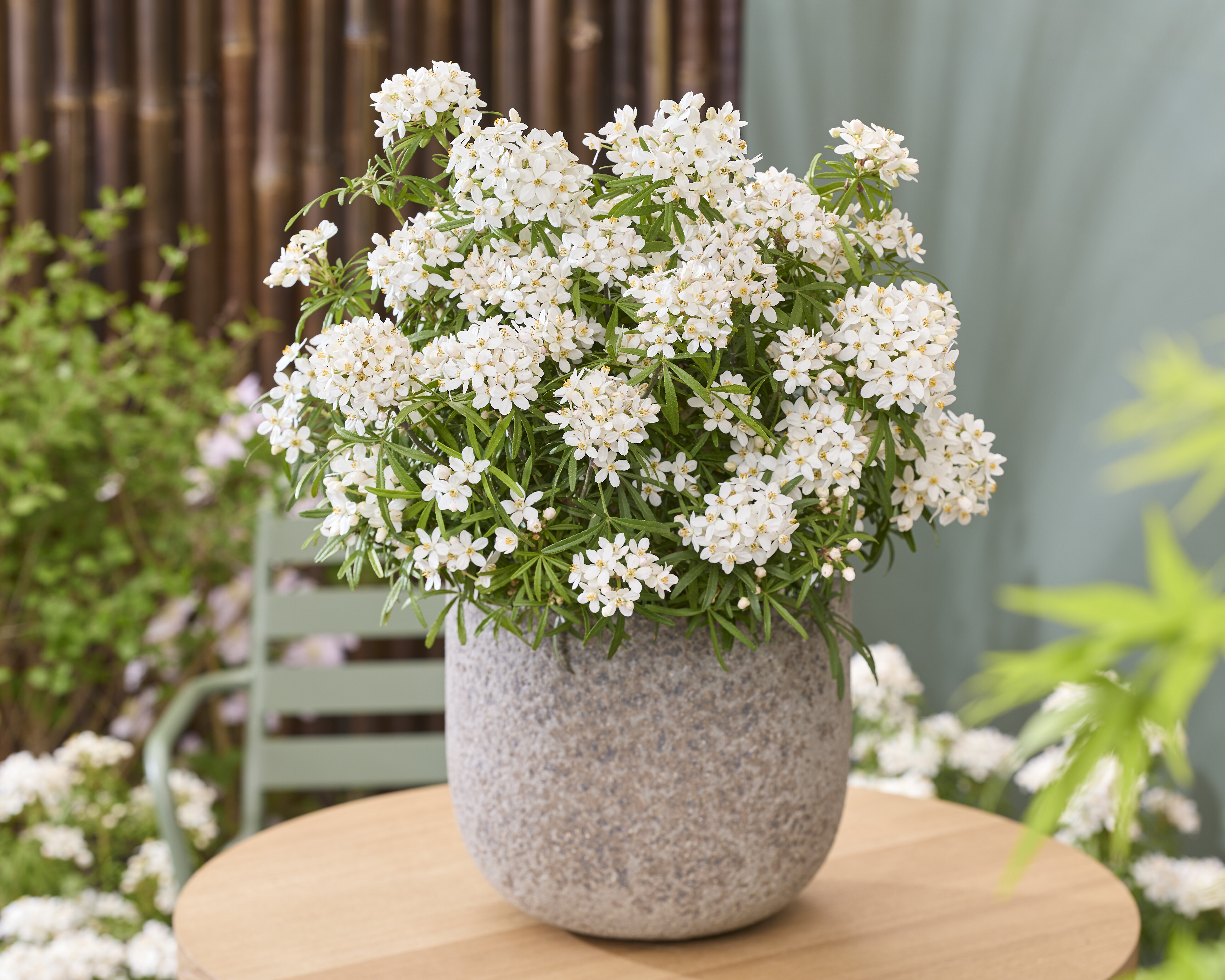 Choisya Scented Gem (13).jpg