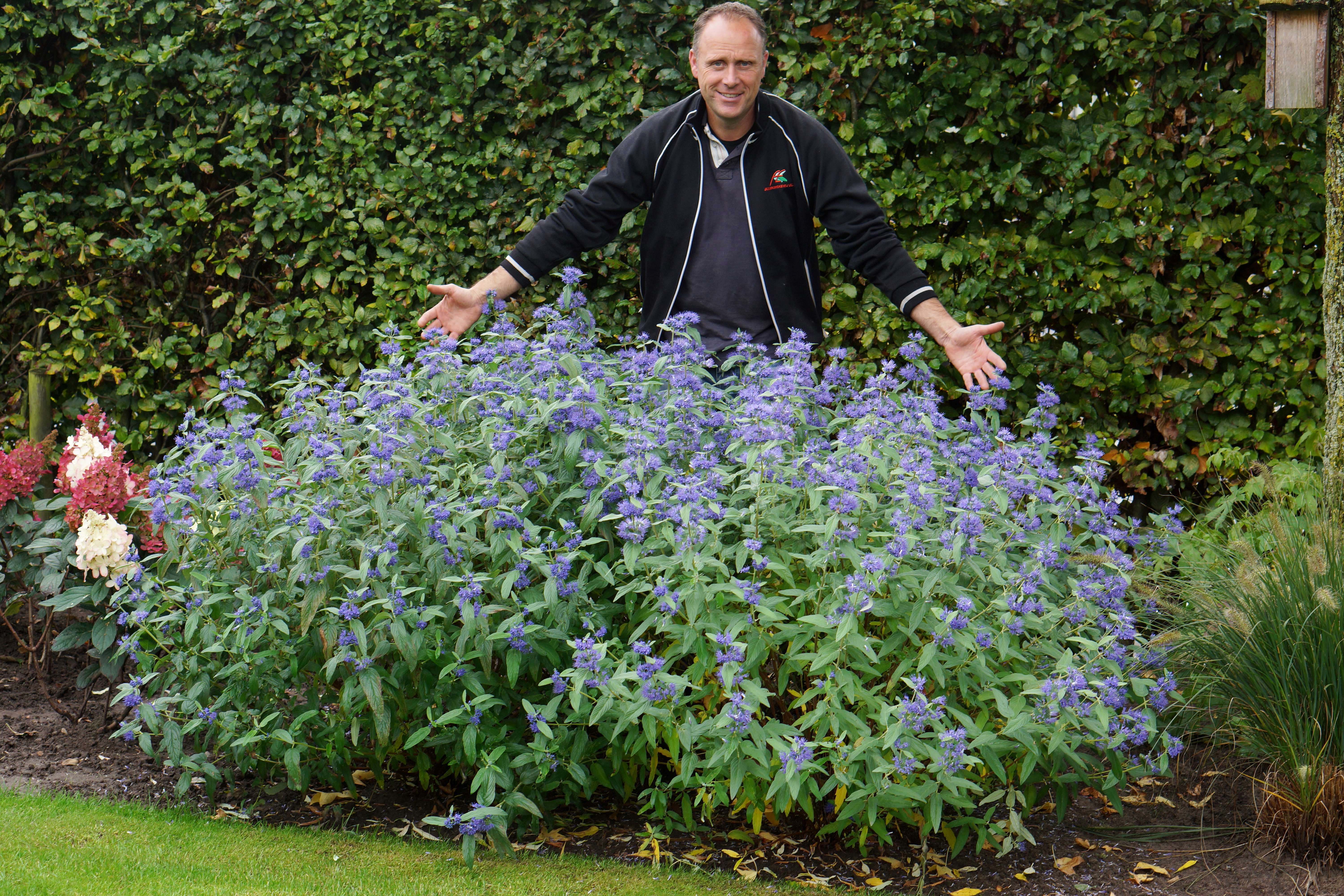 Caryopteris Blue Empire - 11.JPG