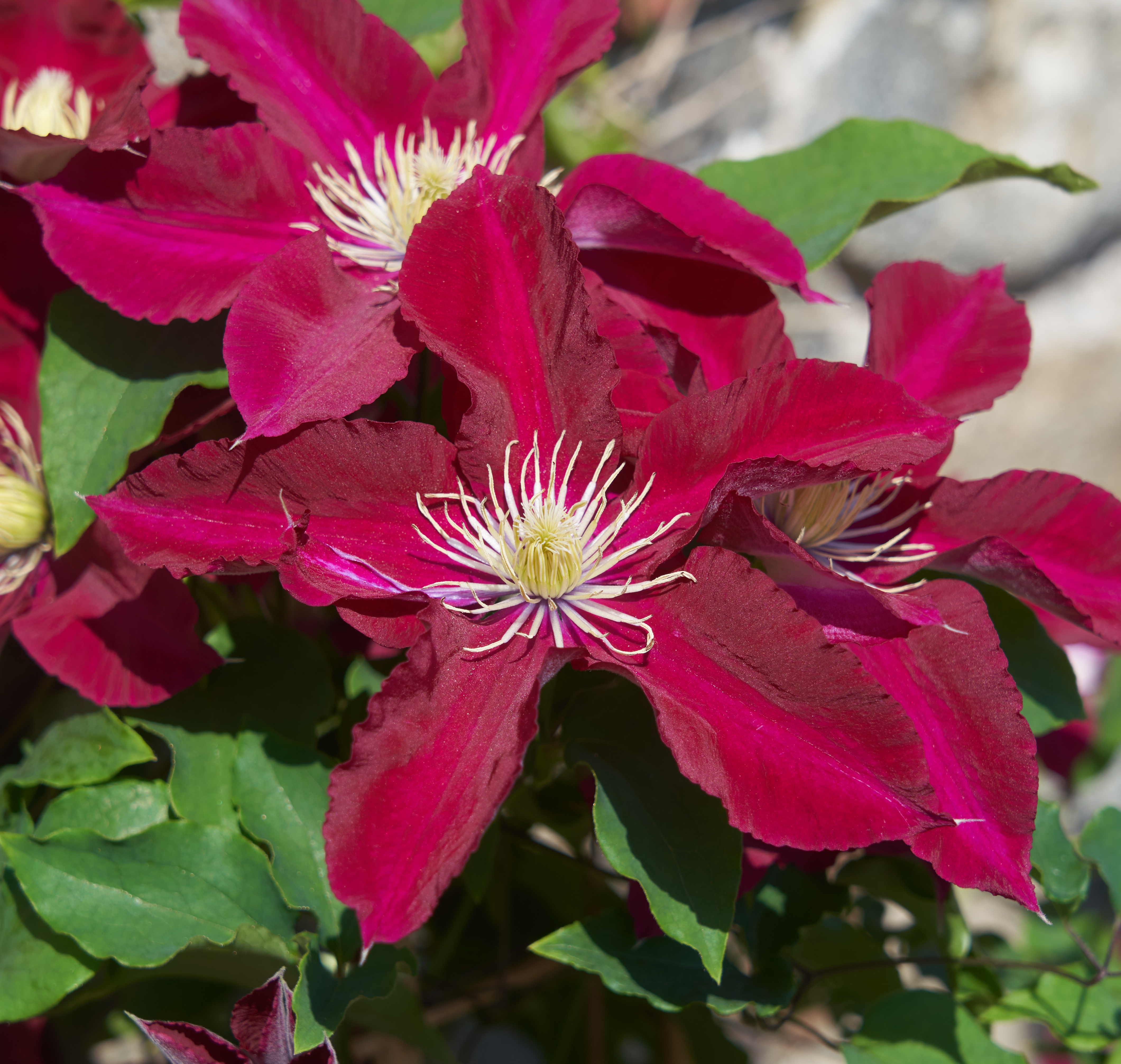Clematis Elpis (5).jpg