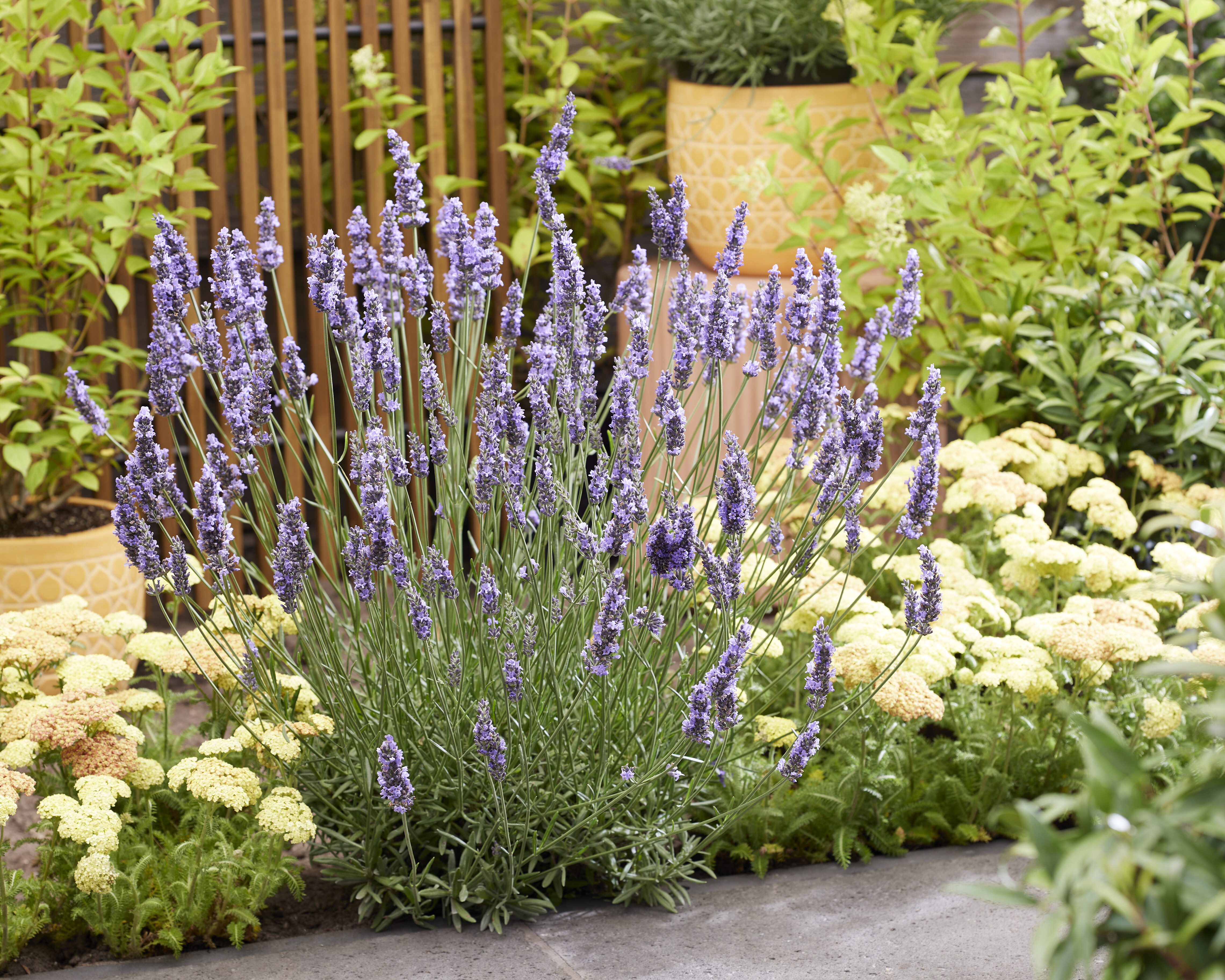 Lavandula Sensational! (16).jpg