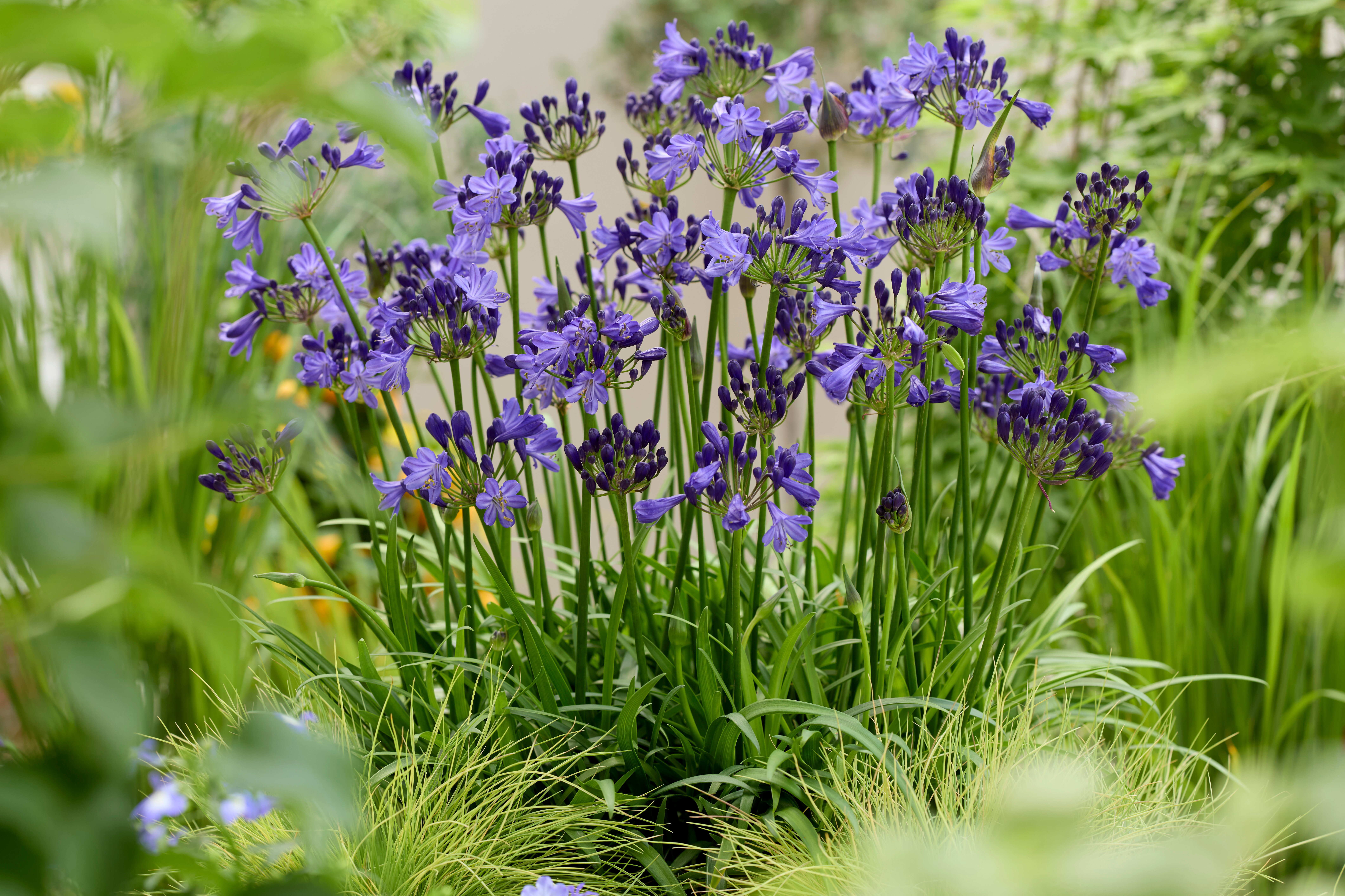 Agapanthus Fairy Blue (16).jpg
