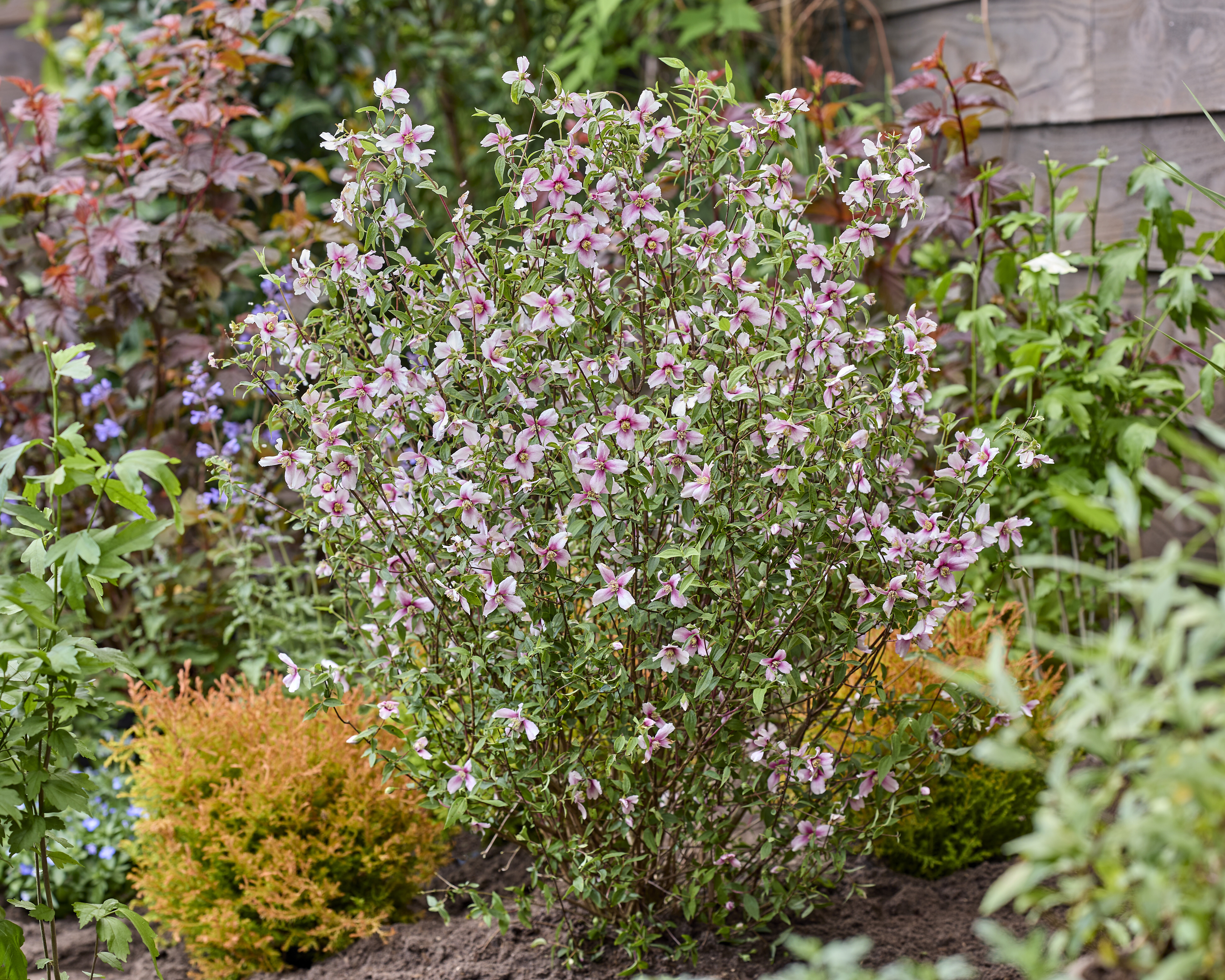 Philadelphus Petite Perfume Pink (31).jpg