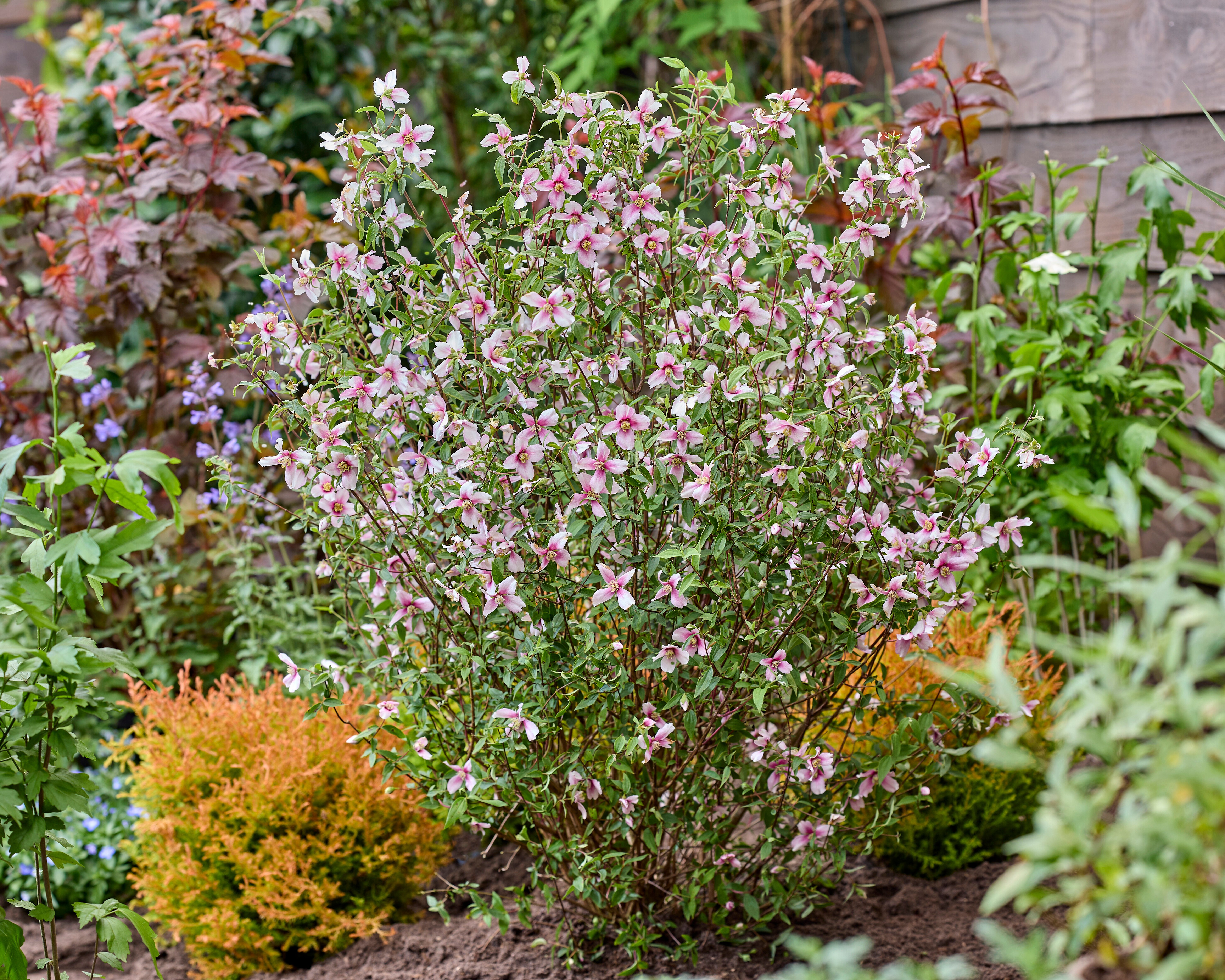 Philadelphus Petite Perfume Pink (31).jpg