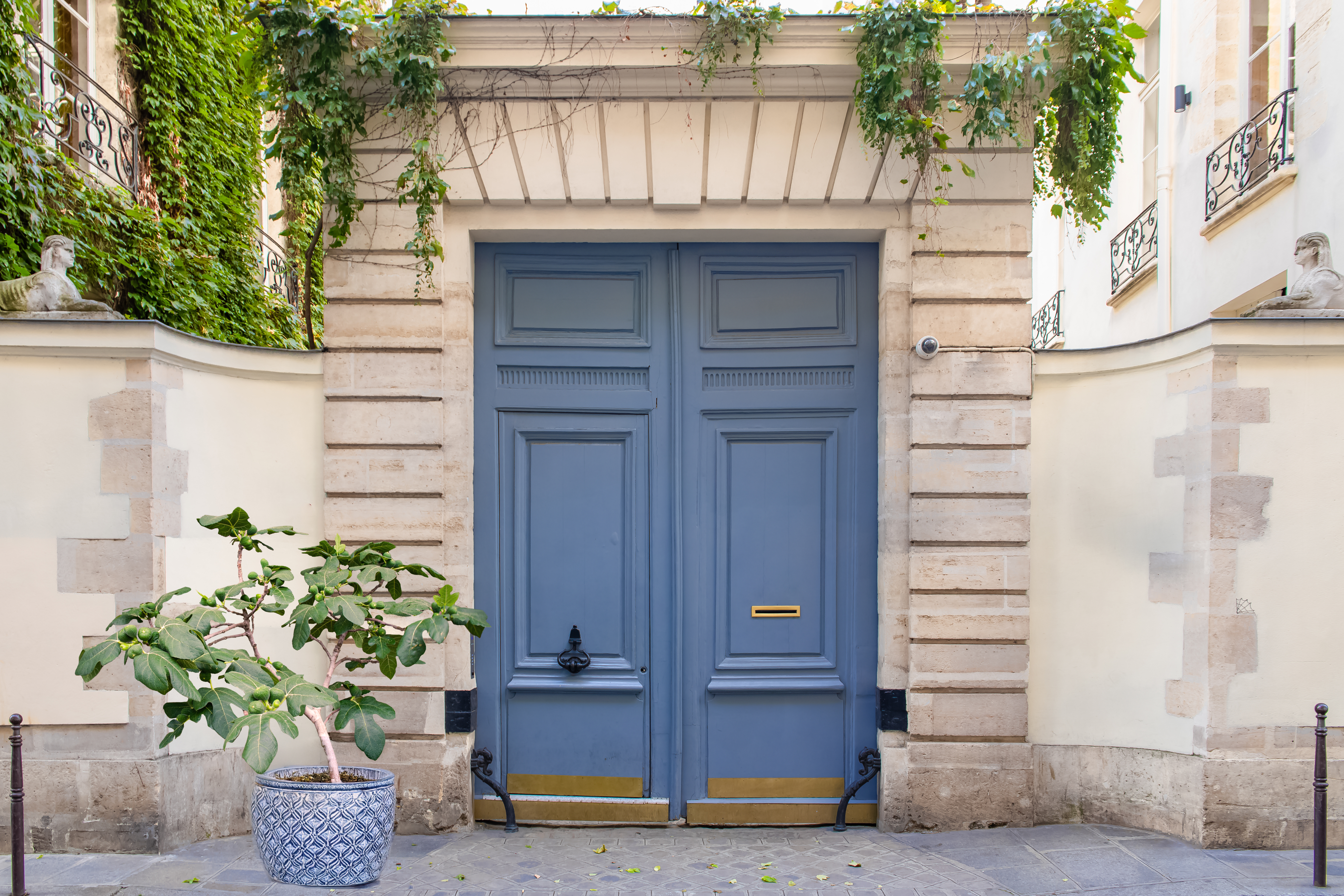 Ficus Fignomenal (1).jpg