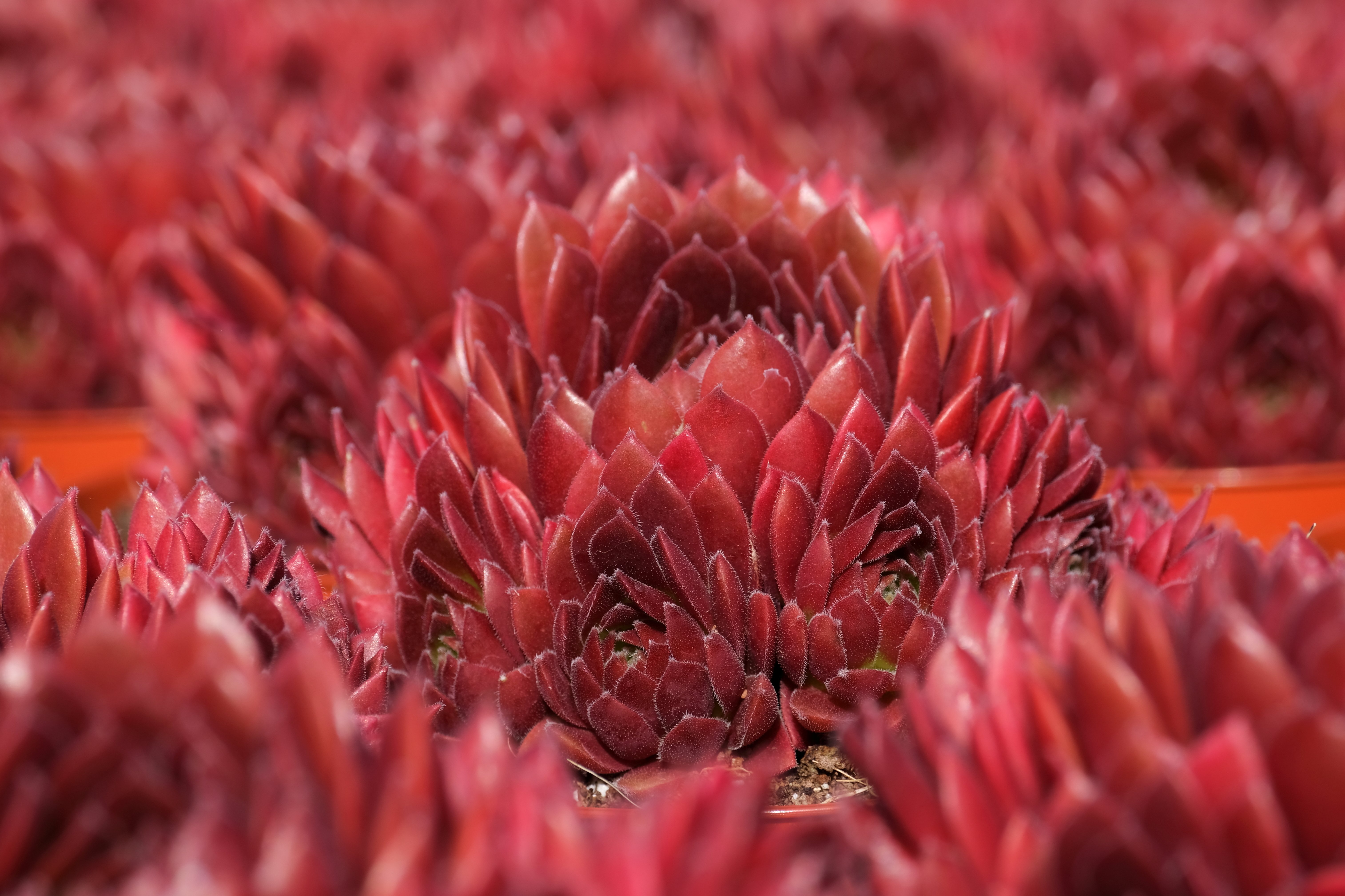 Sempervivum Coral Red - 01.JPG