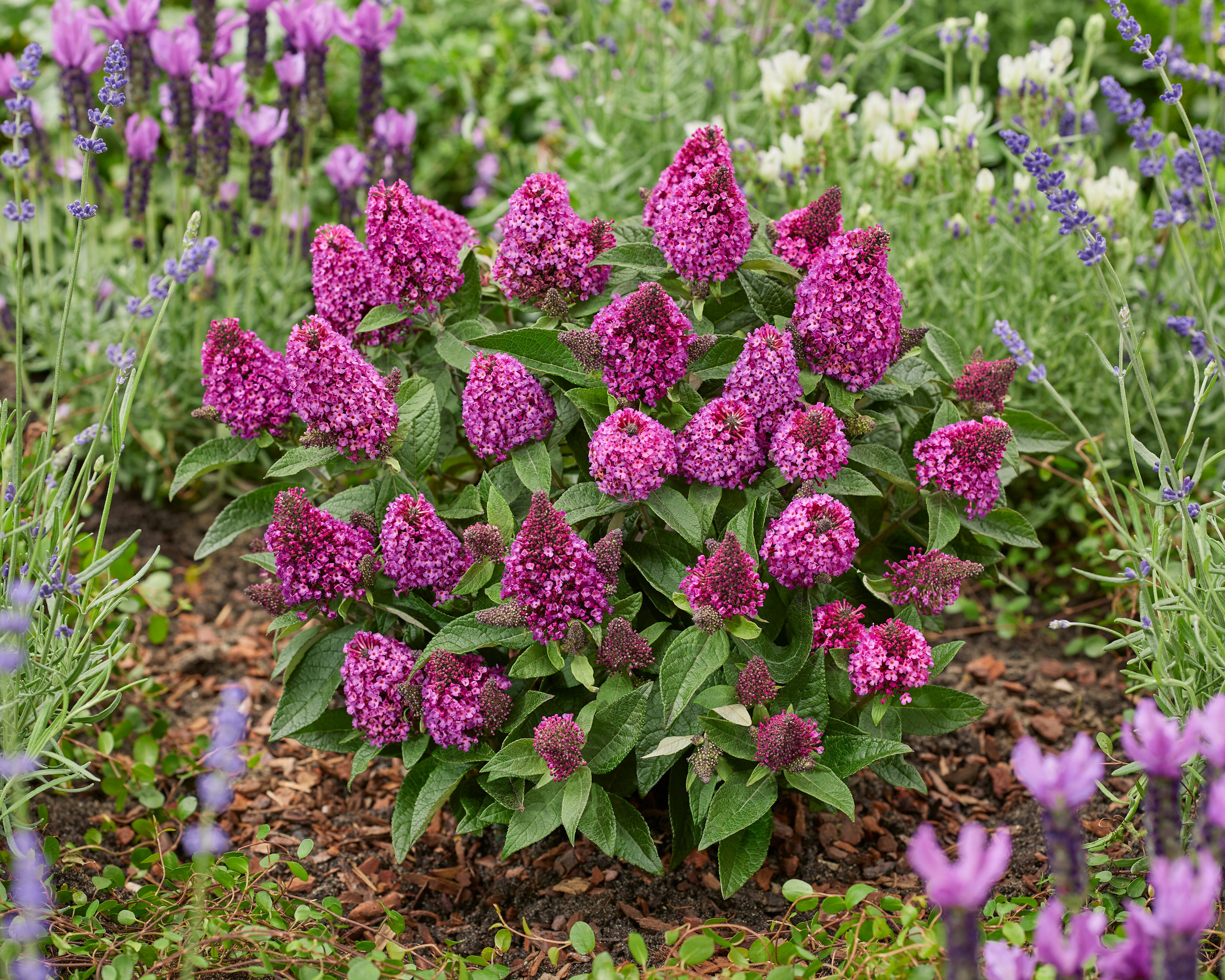 Buddleja Little Rockstars Red (4).jpg