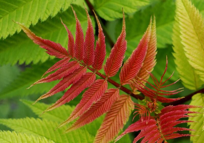 Sorbaria Crimson Feathers (1).jpeg