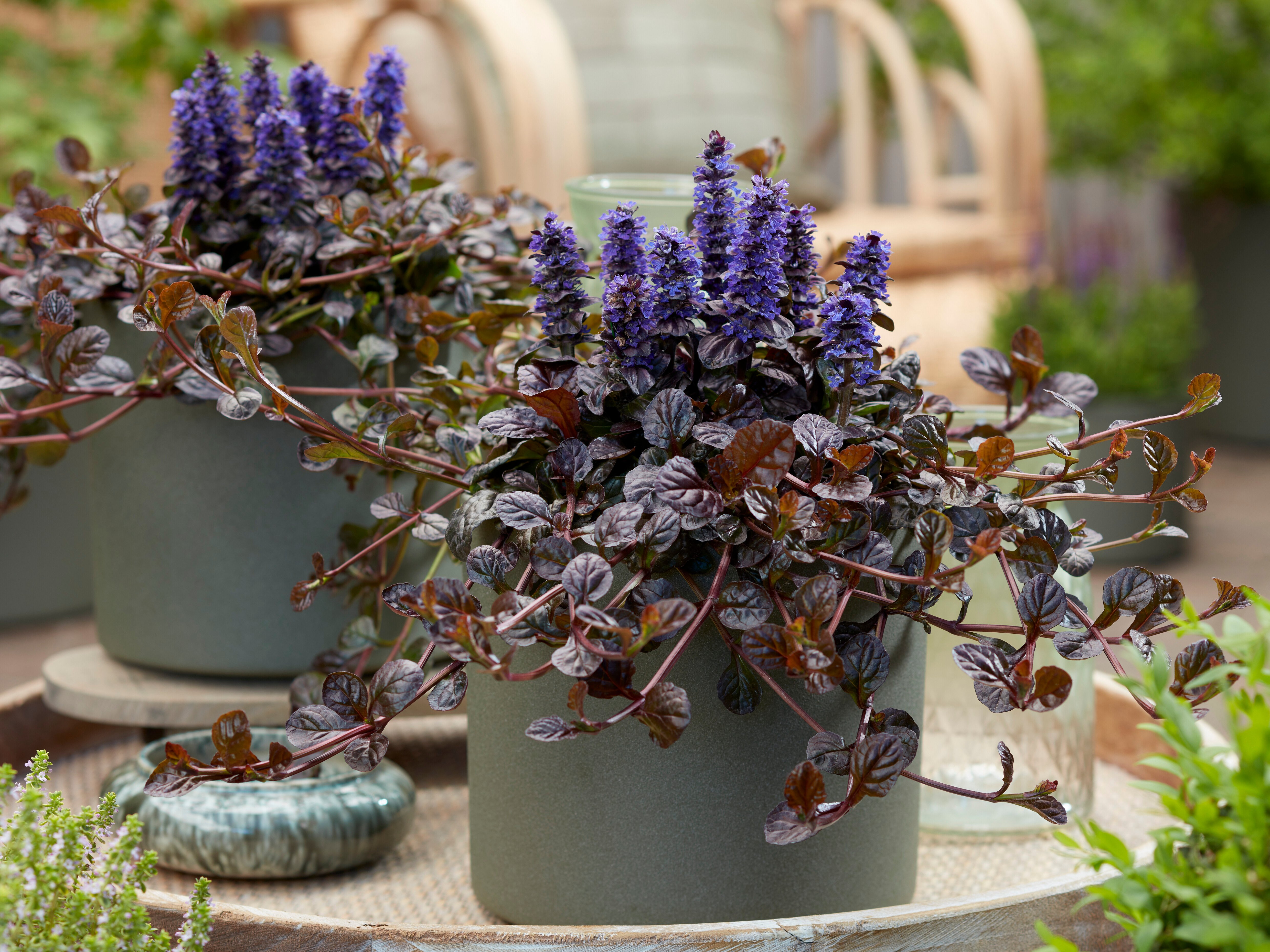 Ajuga Feathered Friends® Fierce Falcon (3).jpg