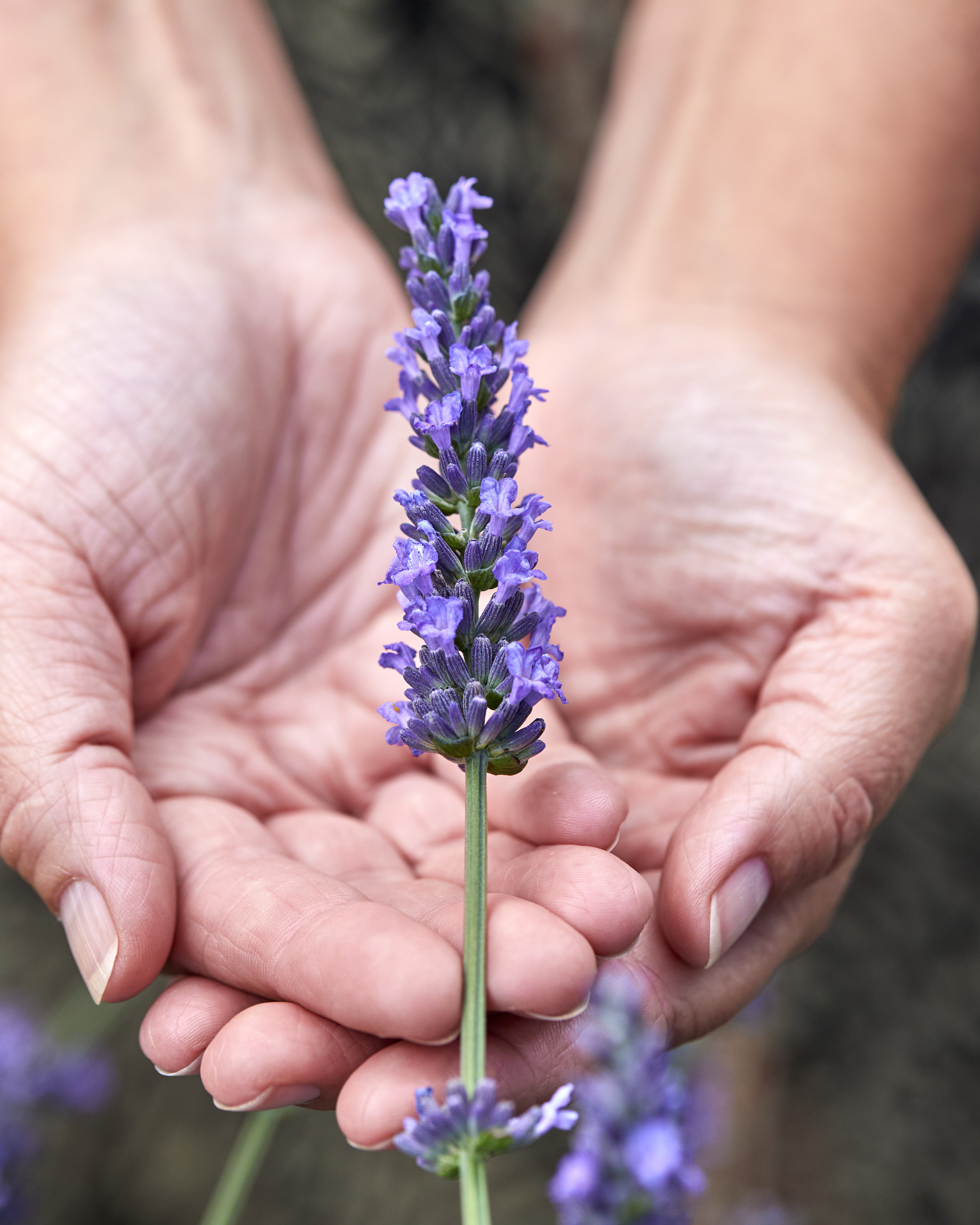 Lavandula Sensational! (6).jpg