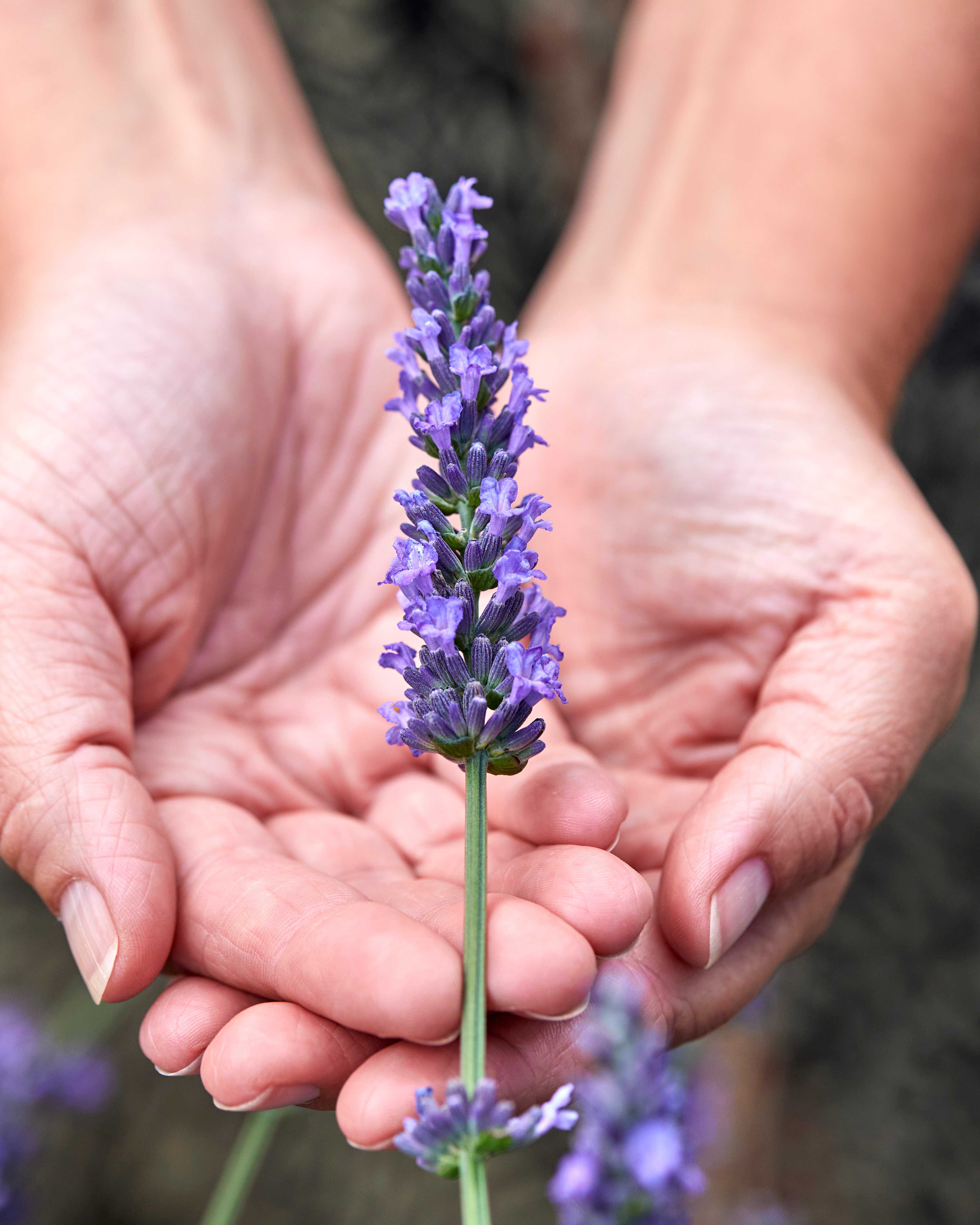 Lavandula Sensational! (6).jpg