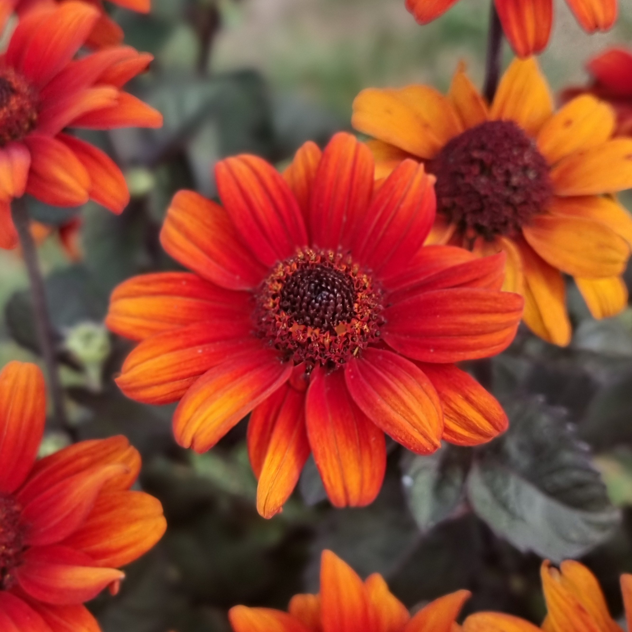 Heliopsis Luna Roja (3).jpg