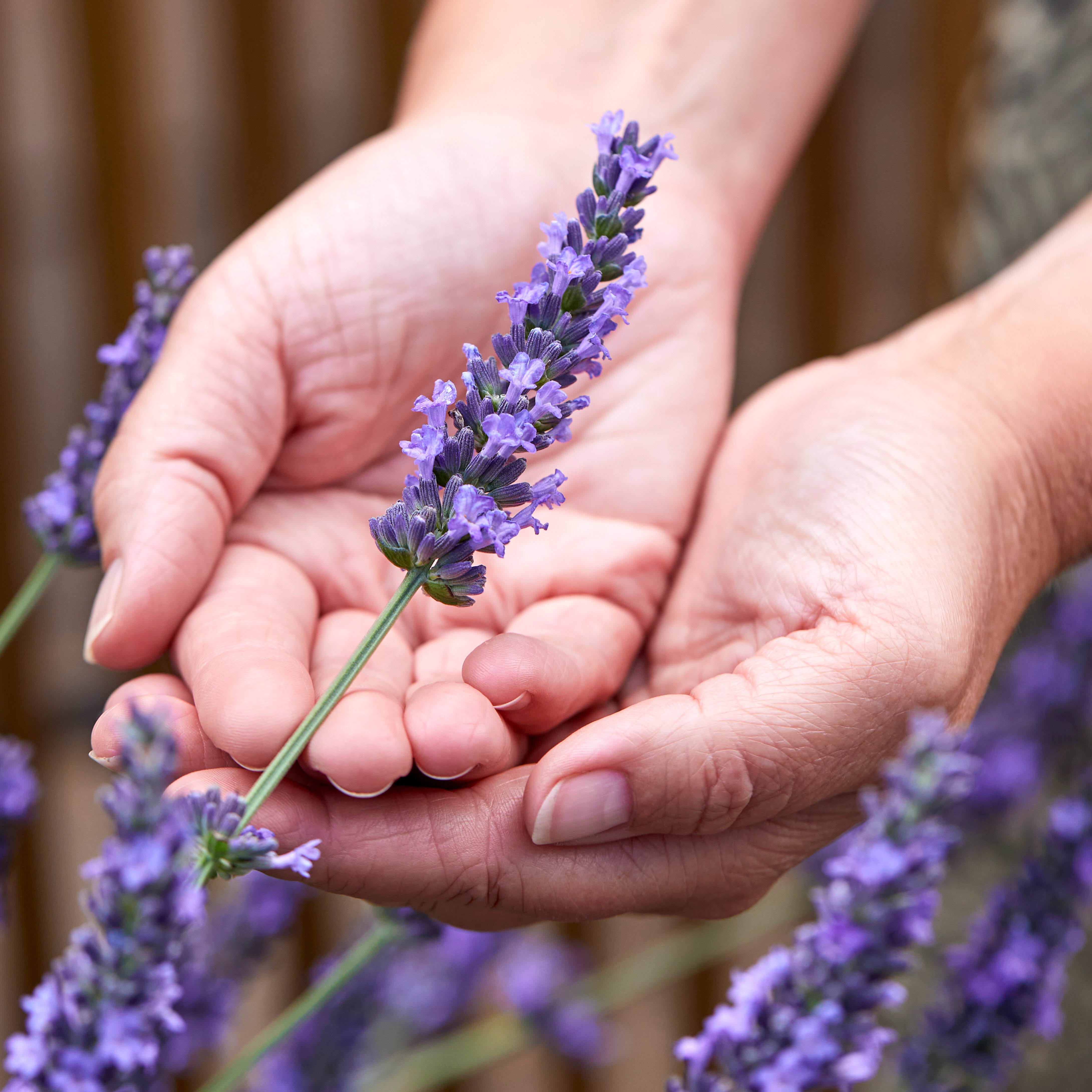 Lavandula Sensational! (7).jpg