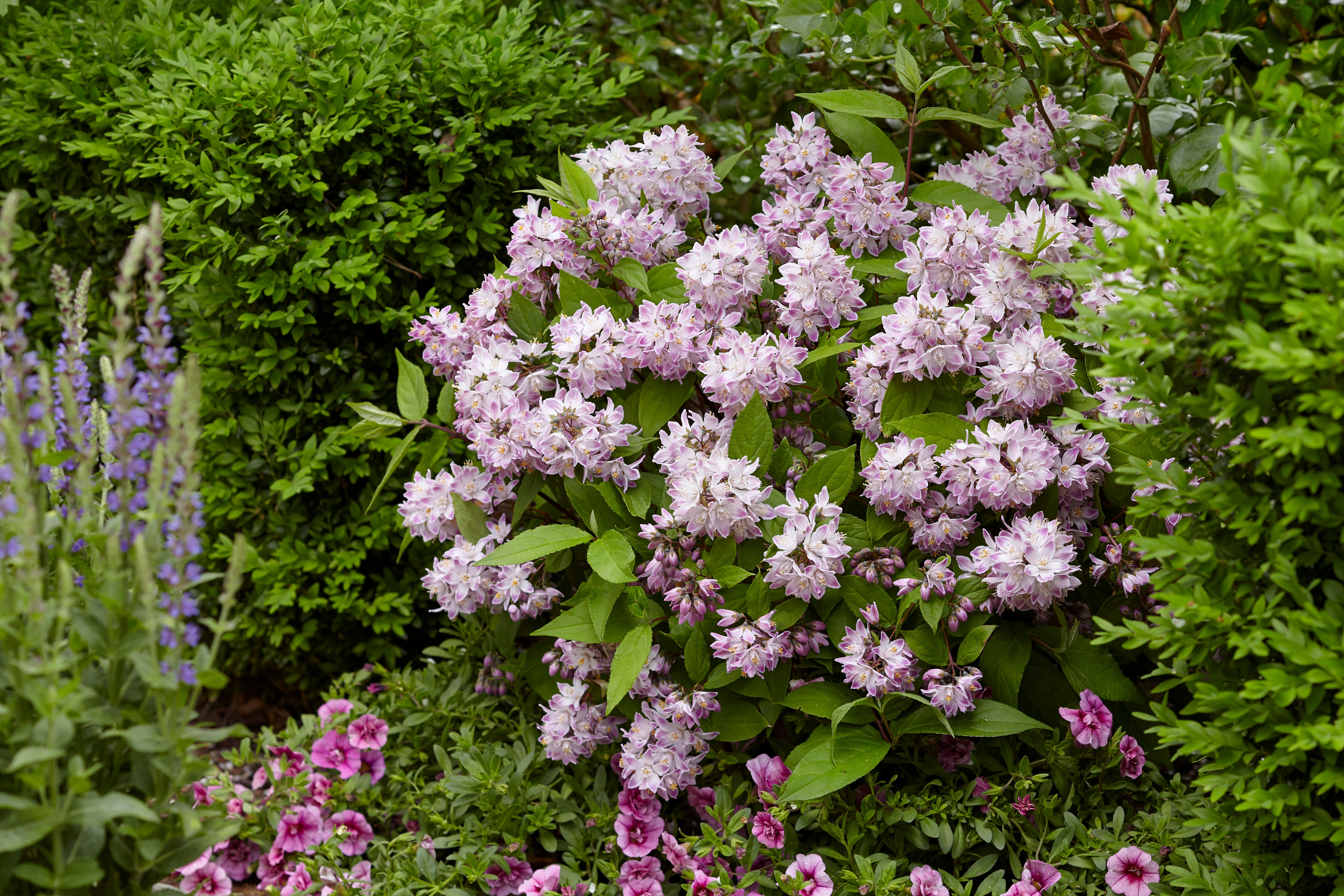 Deutzia Raspberry Sundae (14).jpg