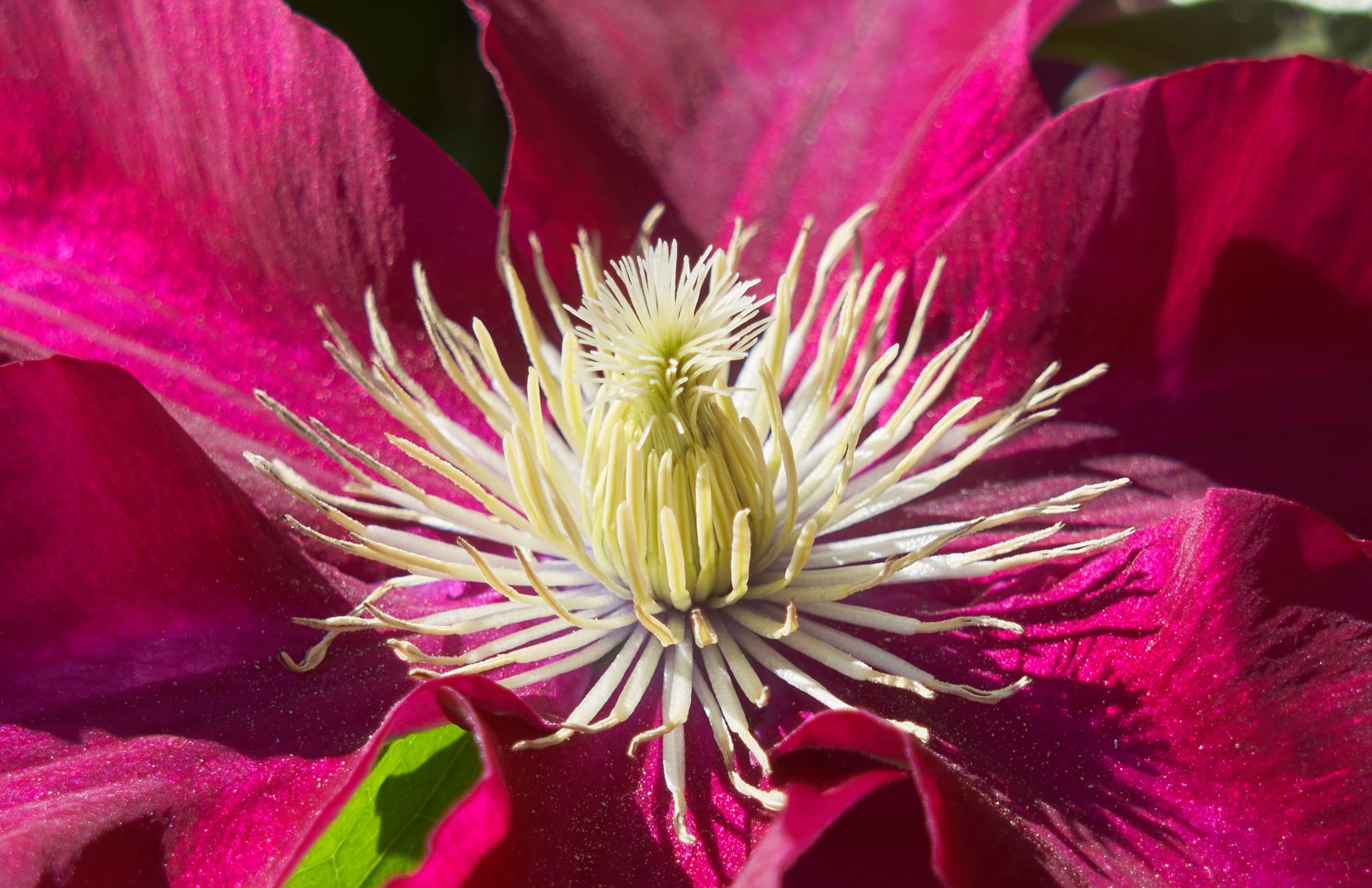 Clematis Elpis TM EviGsy   (PBR) 8.jpg