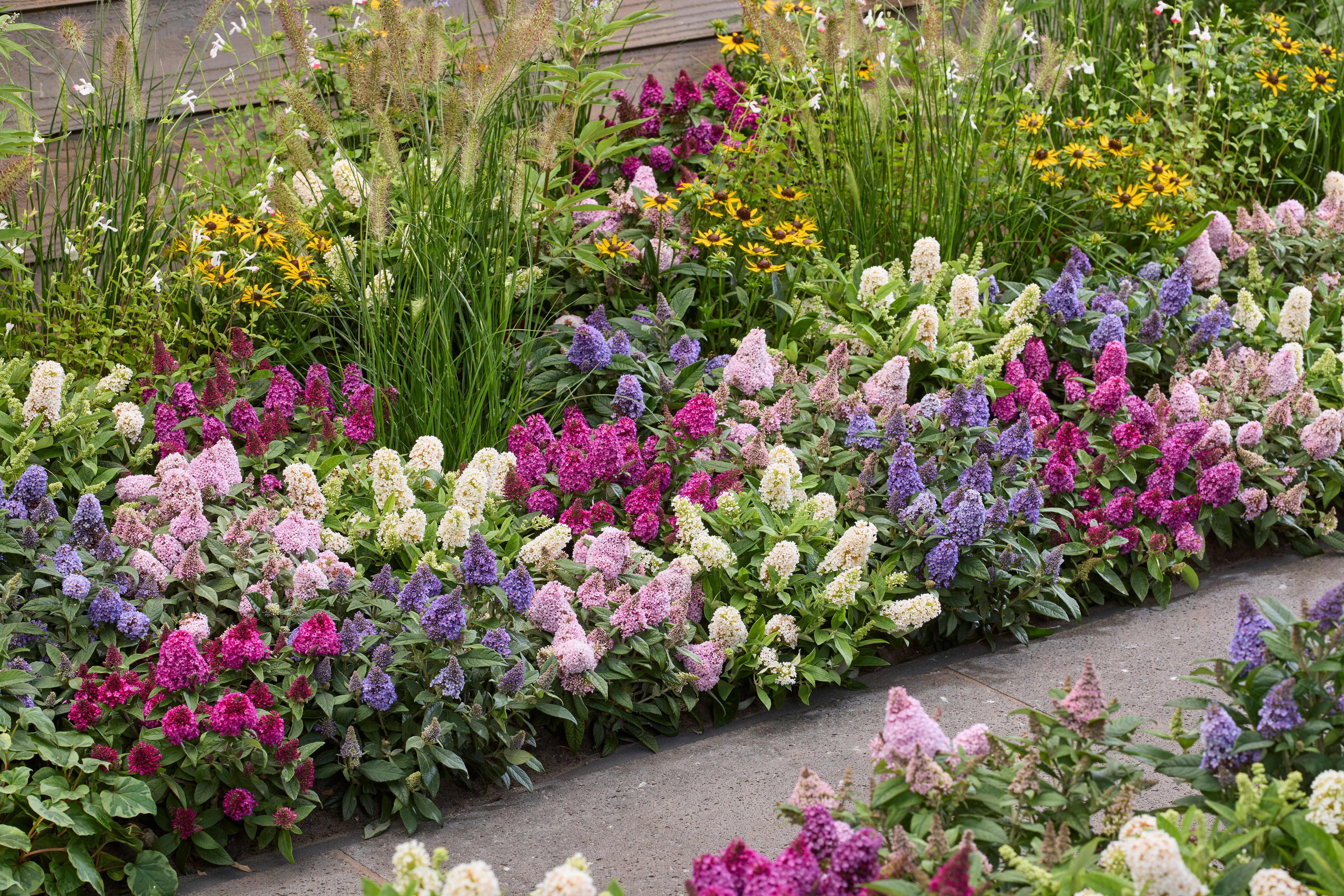 Buddleja Little Rockstars (4).jpg