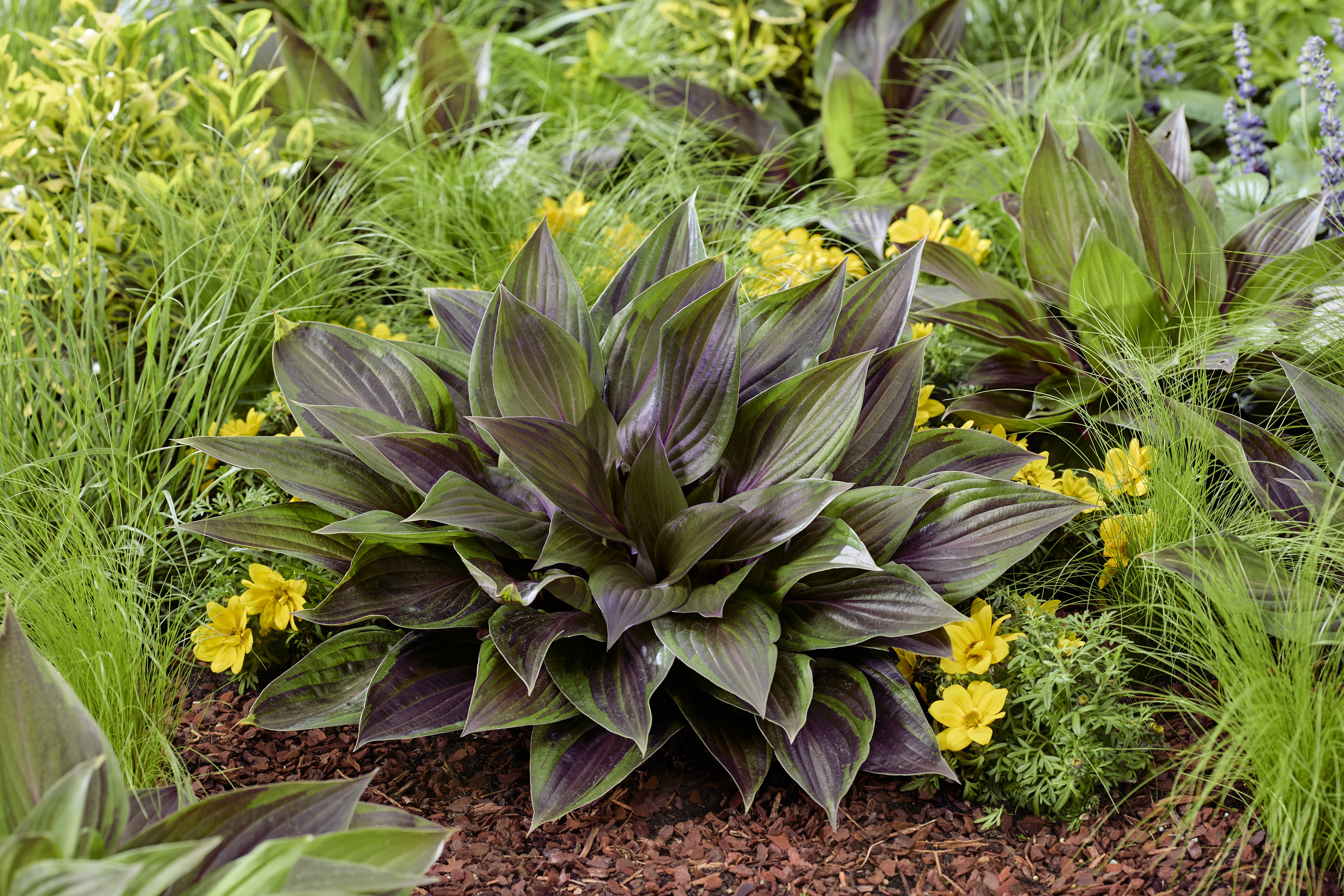 Hosta Red Ninja (42).jpg