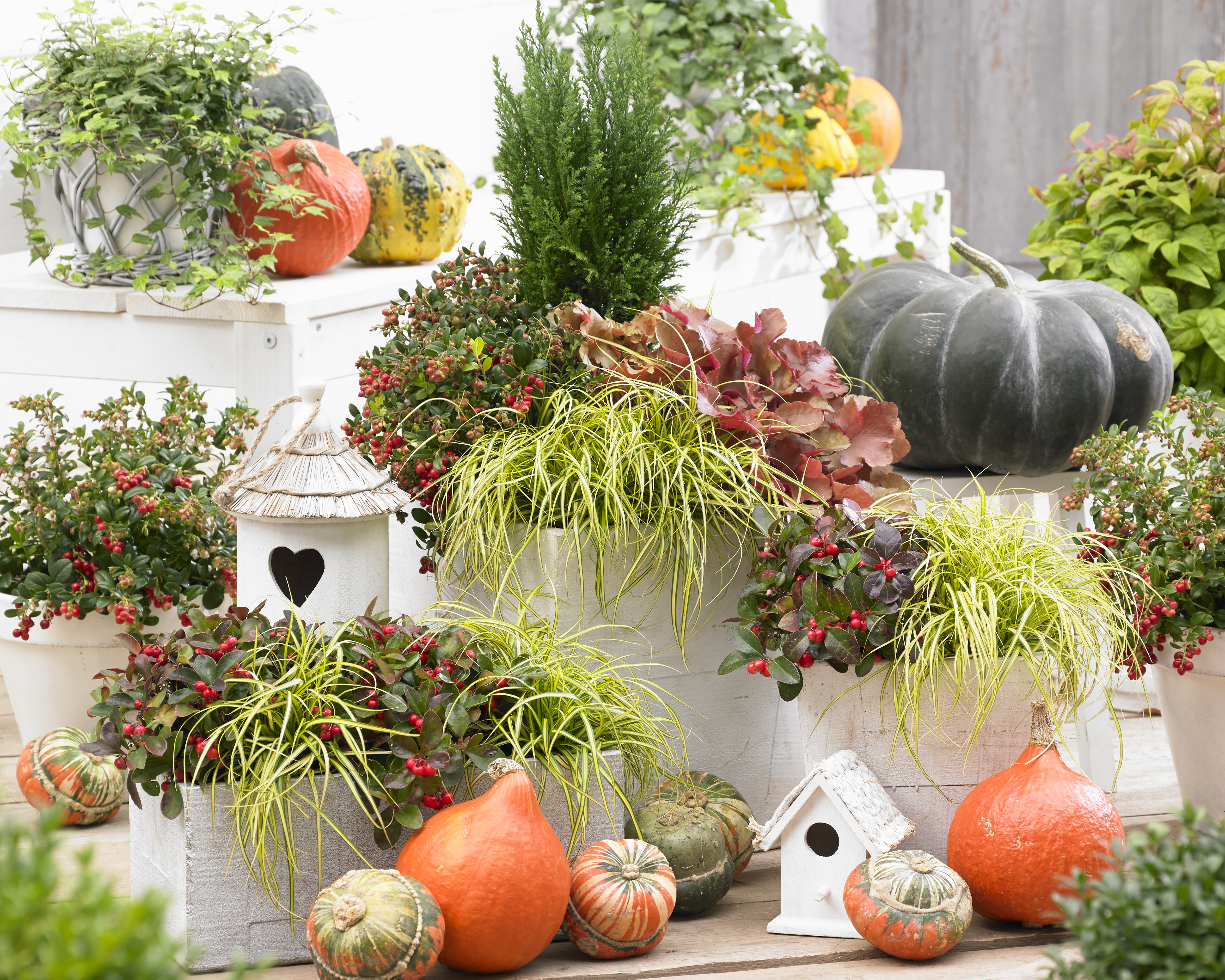 EverColor® Carex Eversheen Autumn (3).jpg