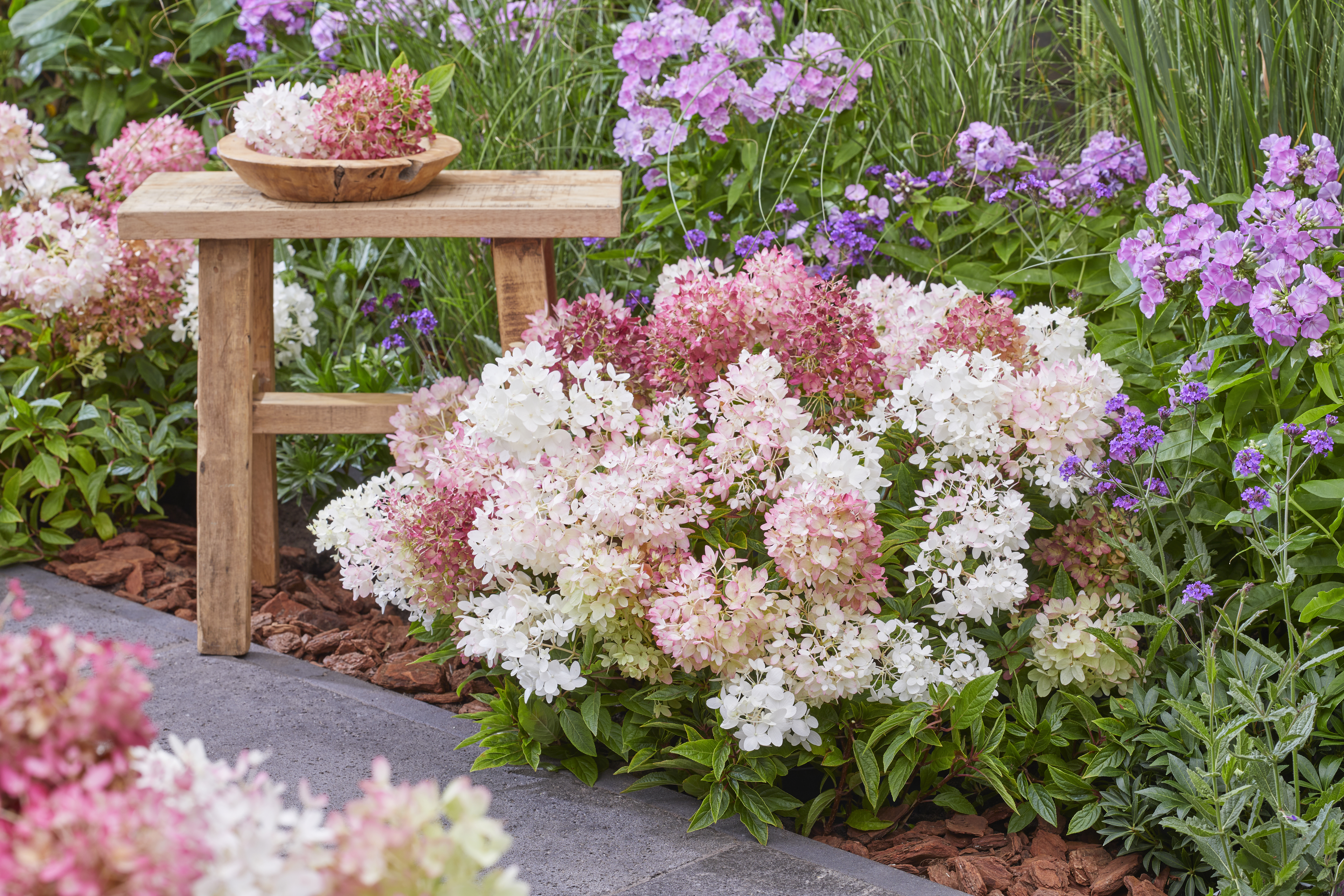 Hydrangea Groundbreaker® Blush (13).jpg