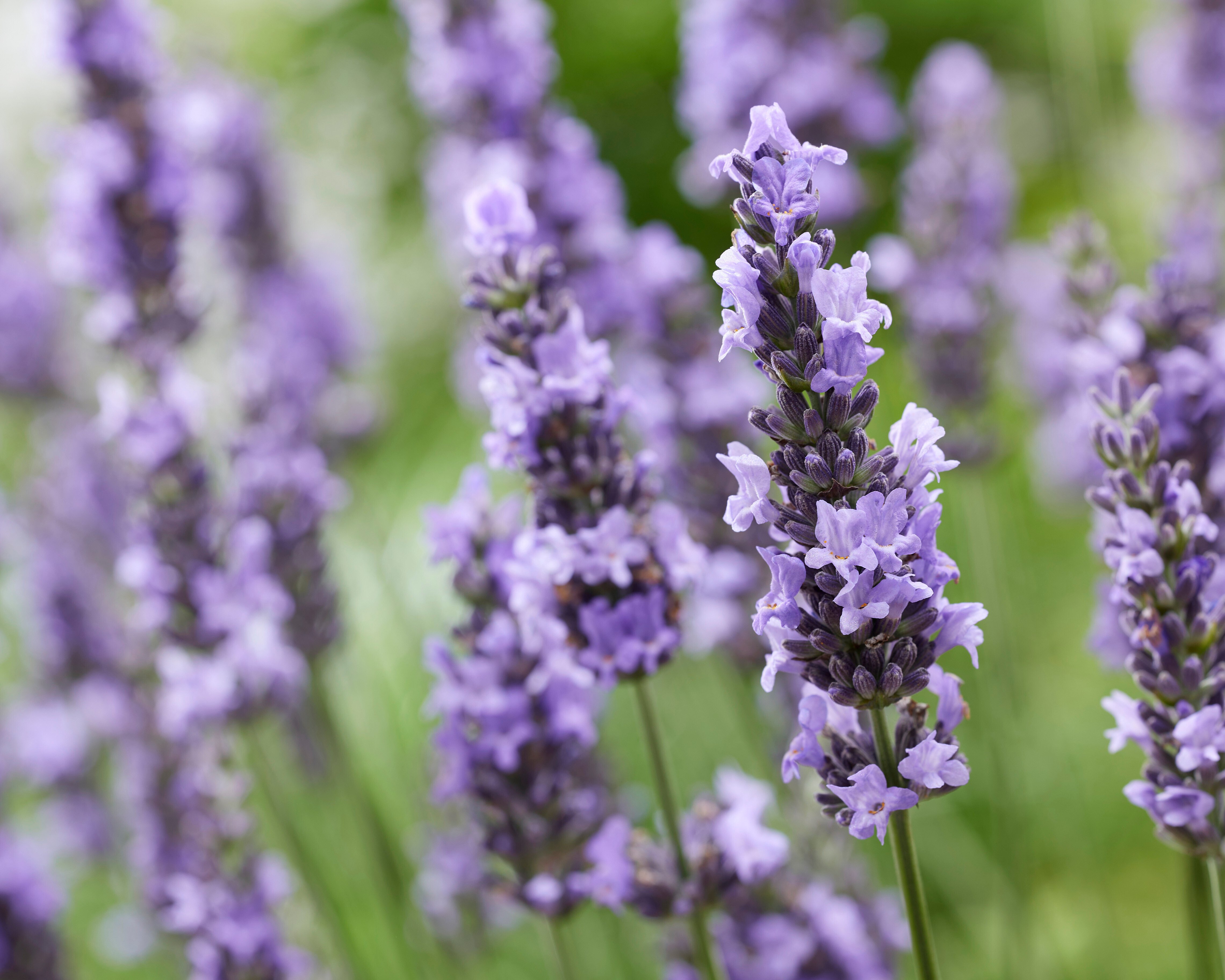 Lavandula Sensational! (20).jpg