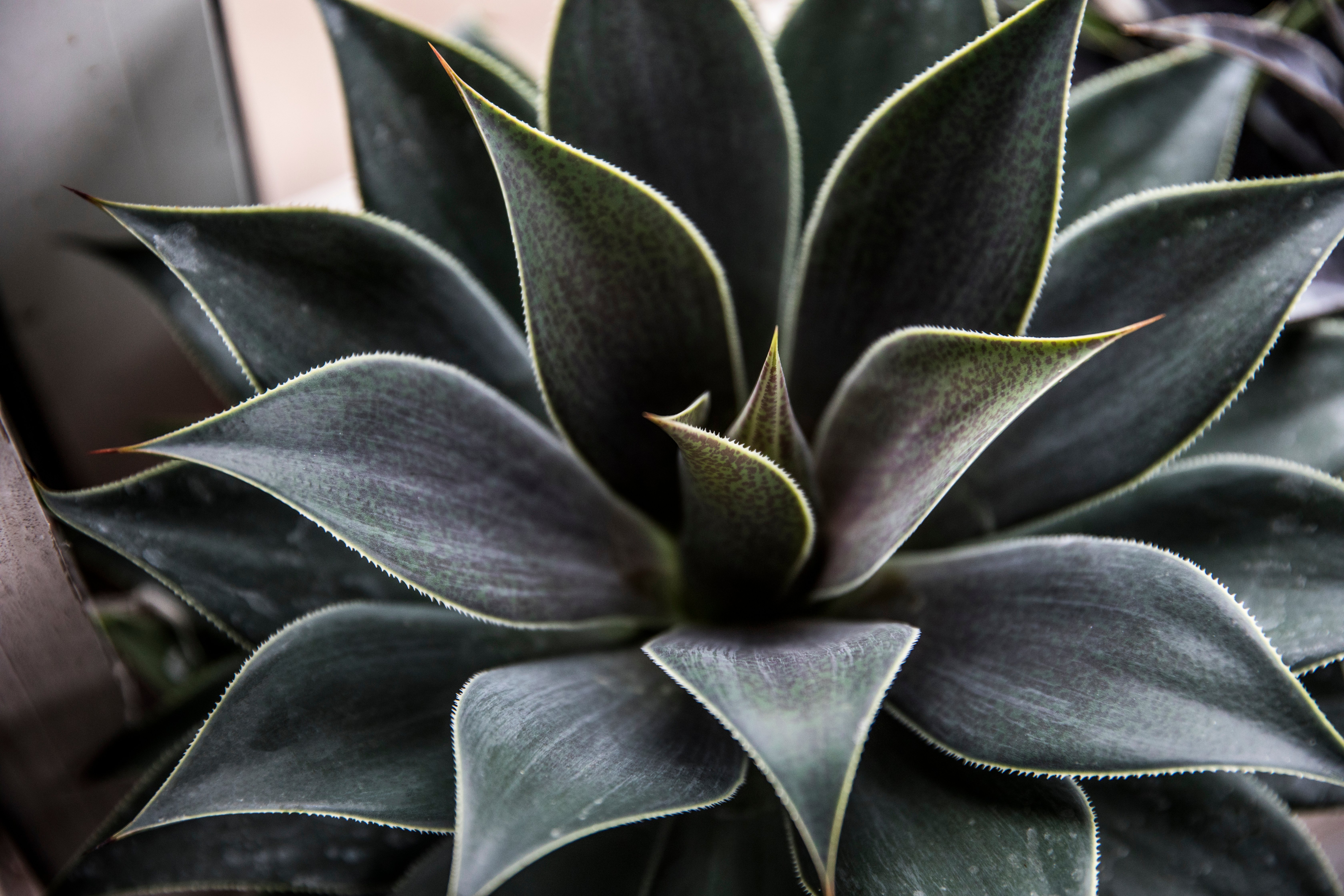 malala Mangave_Lavender Lady_Close up foliage.jpg