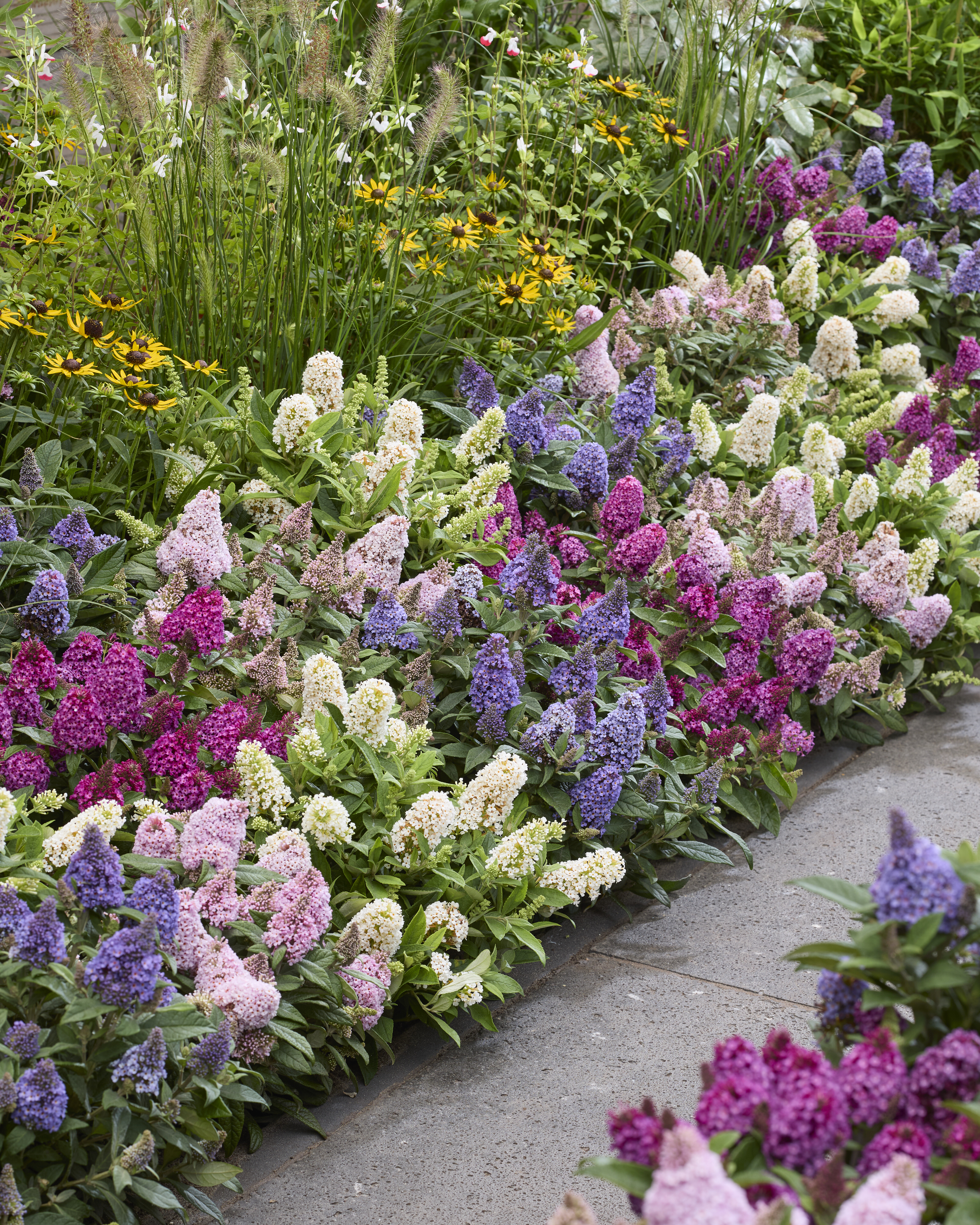 Buddleja Little Rockstars (5).jpg