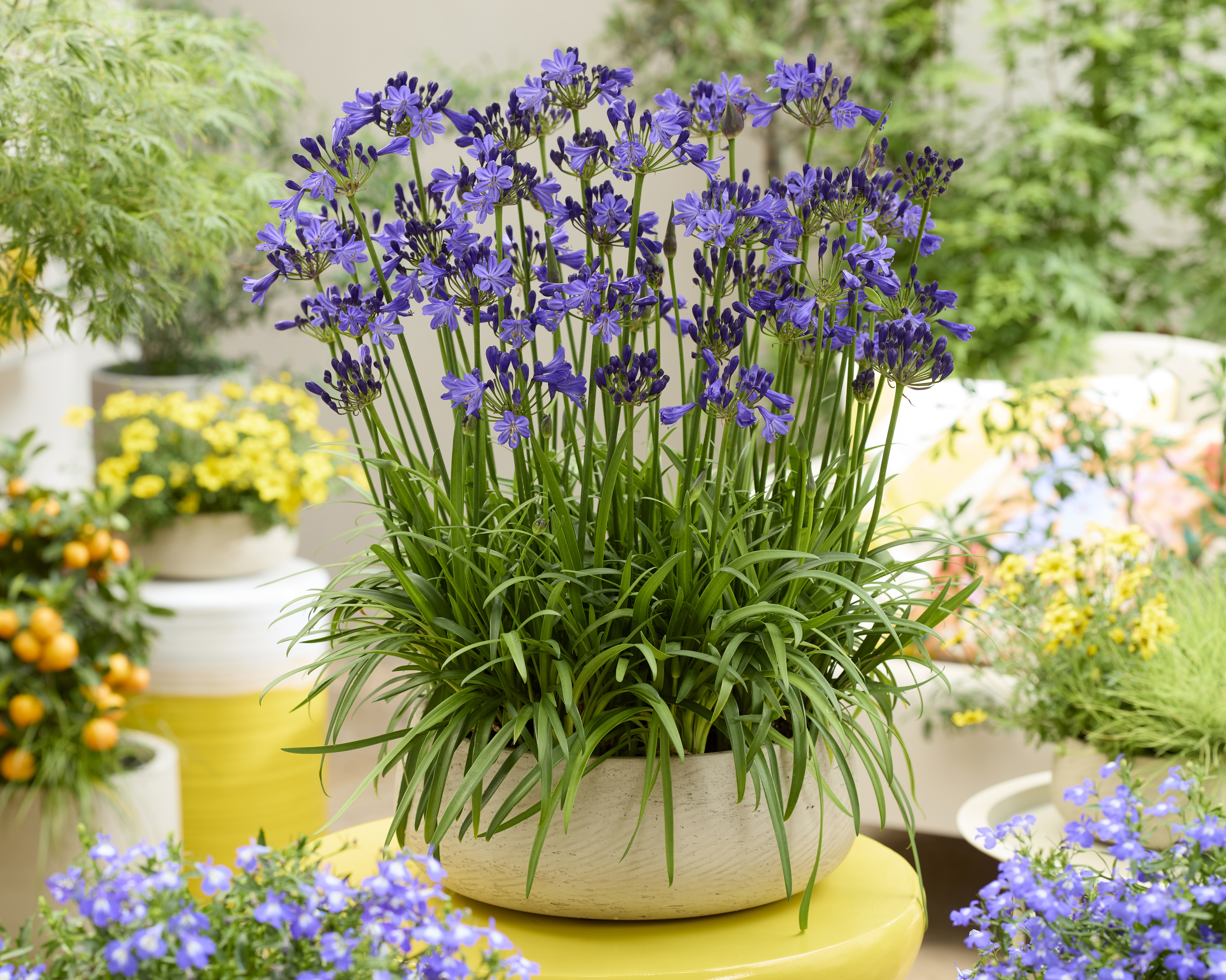 Agapanthus Fairy Blue (9).jpg