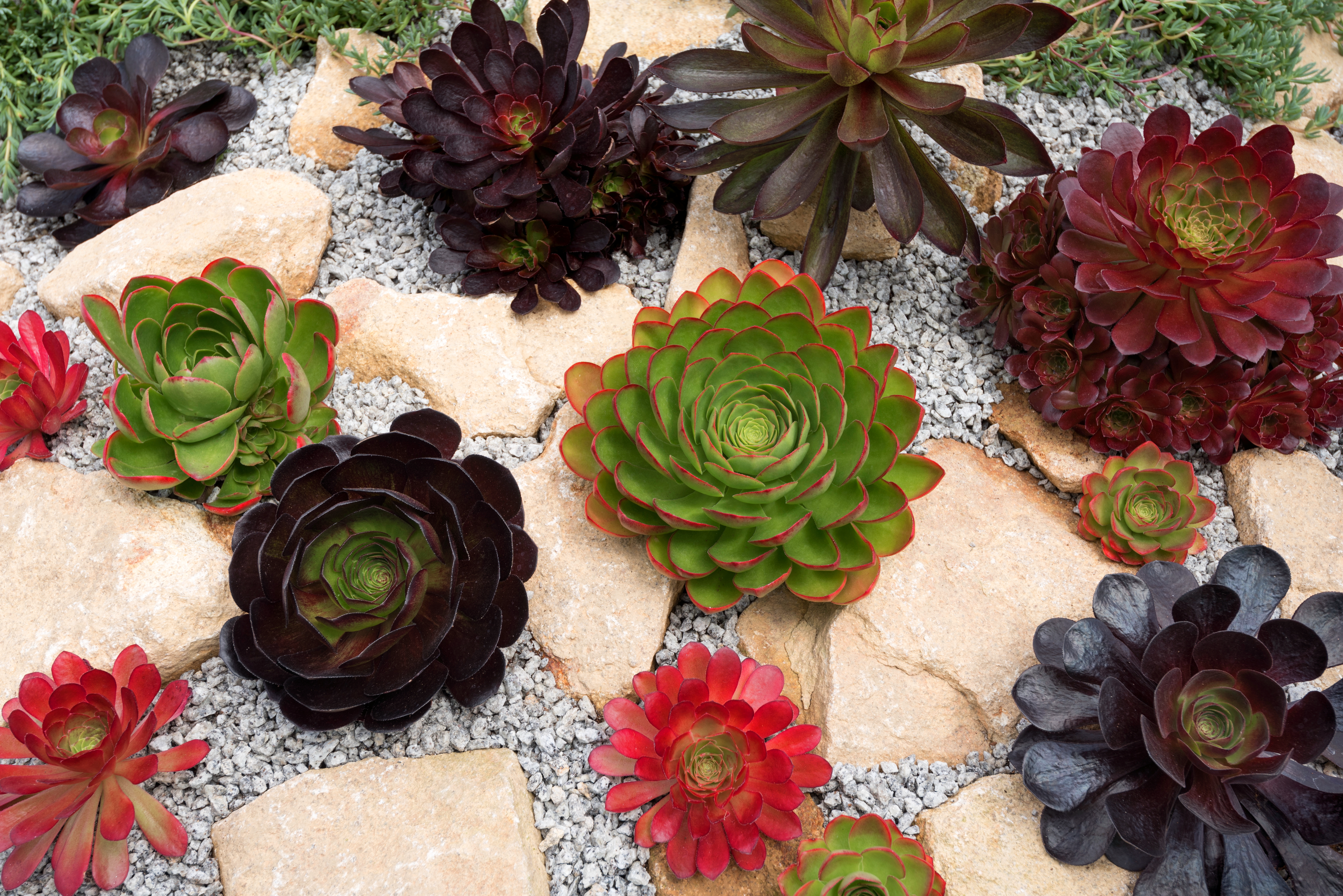 Semponium Collection in Garden Rockery_20.jpg