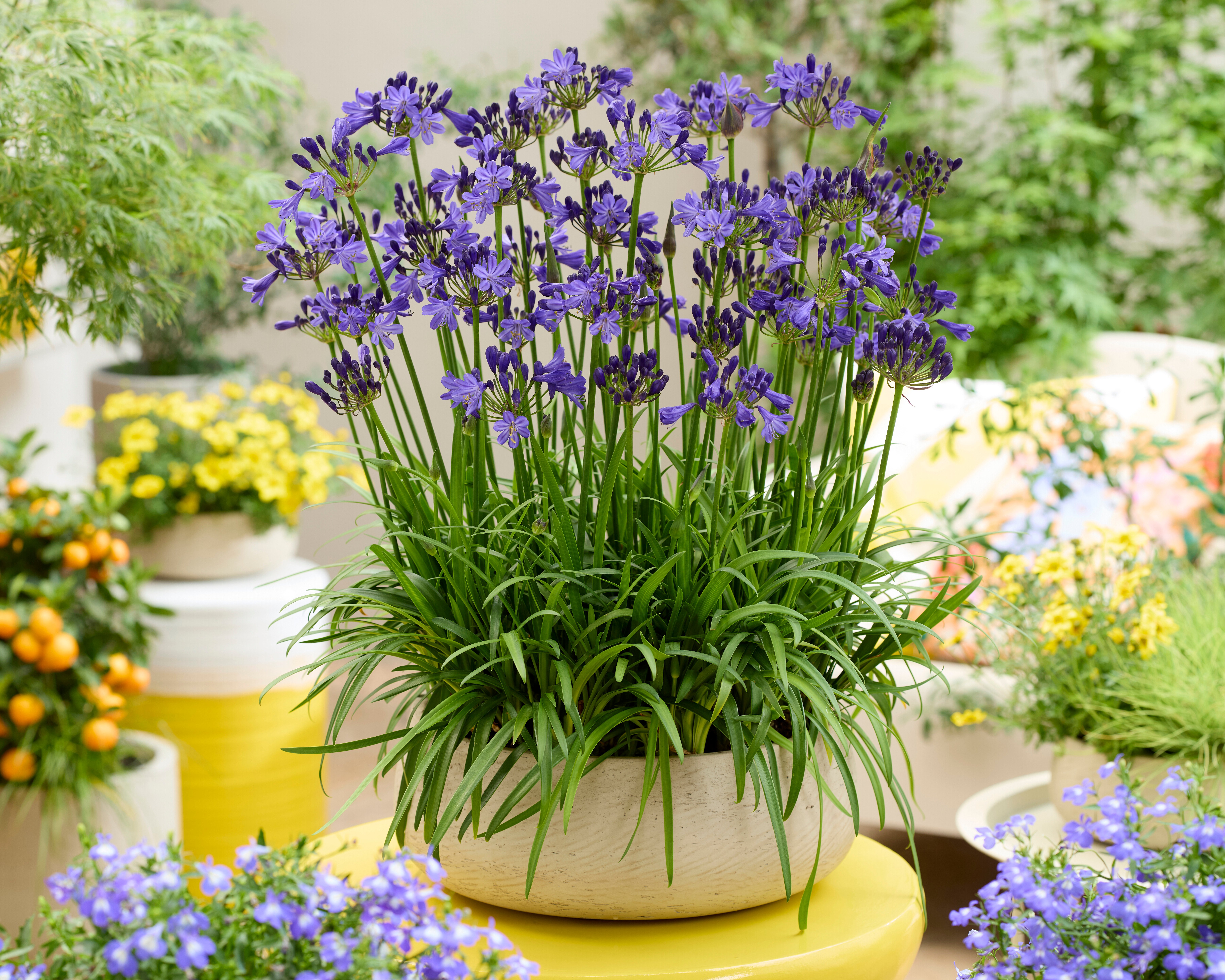 Agapanthus Fairy Blue (9).jpg