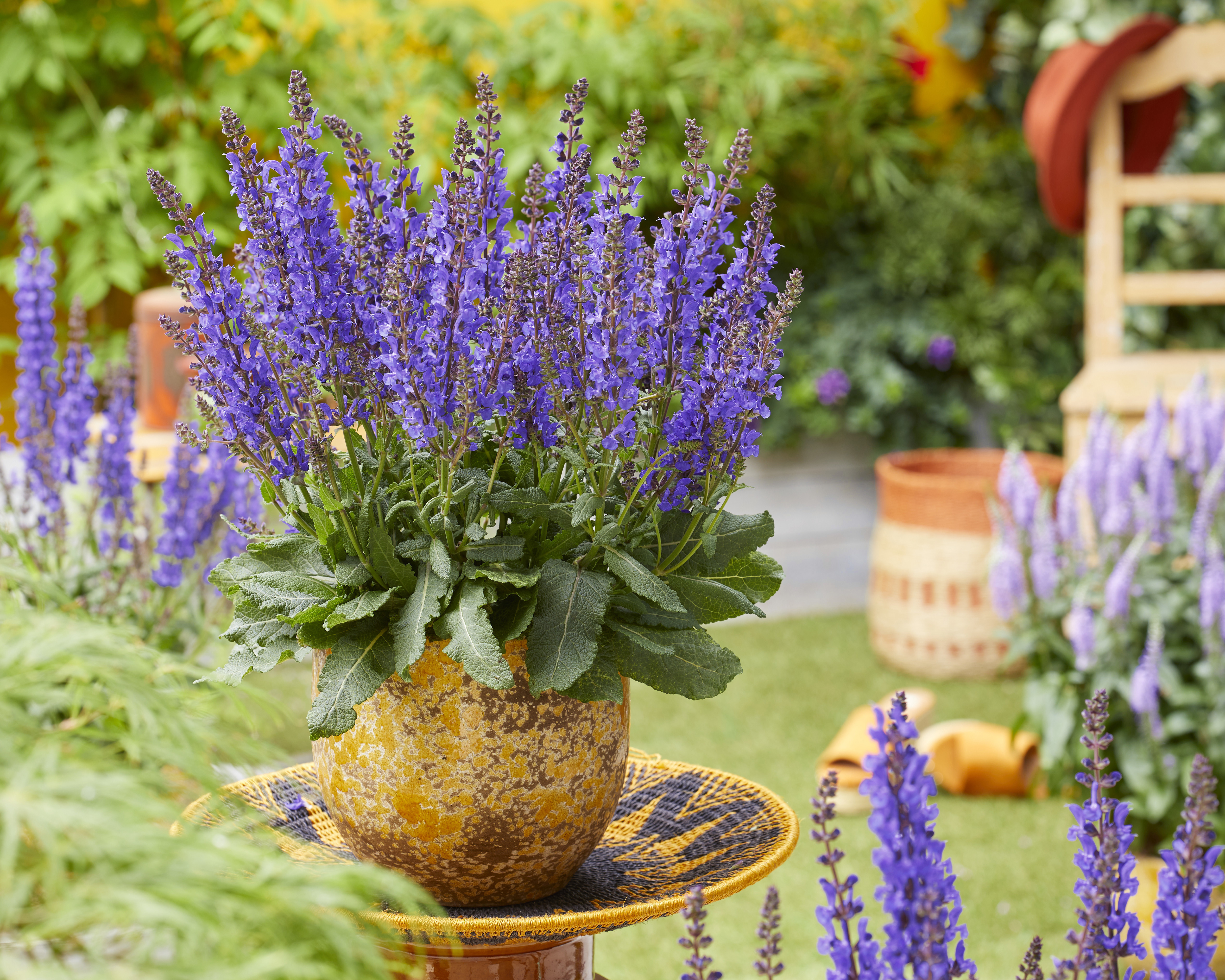 Salvia JS A Little Bit (4).jpg