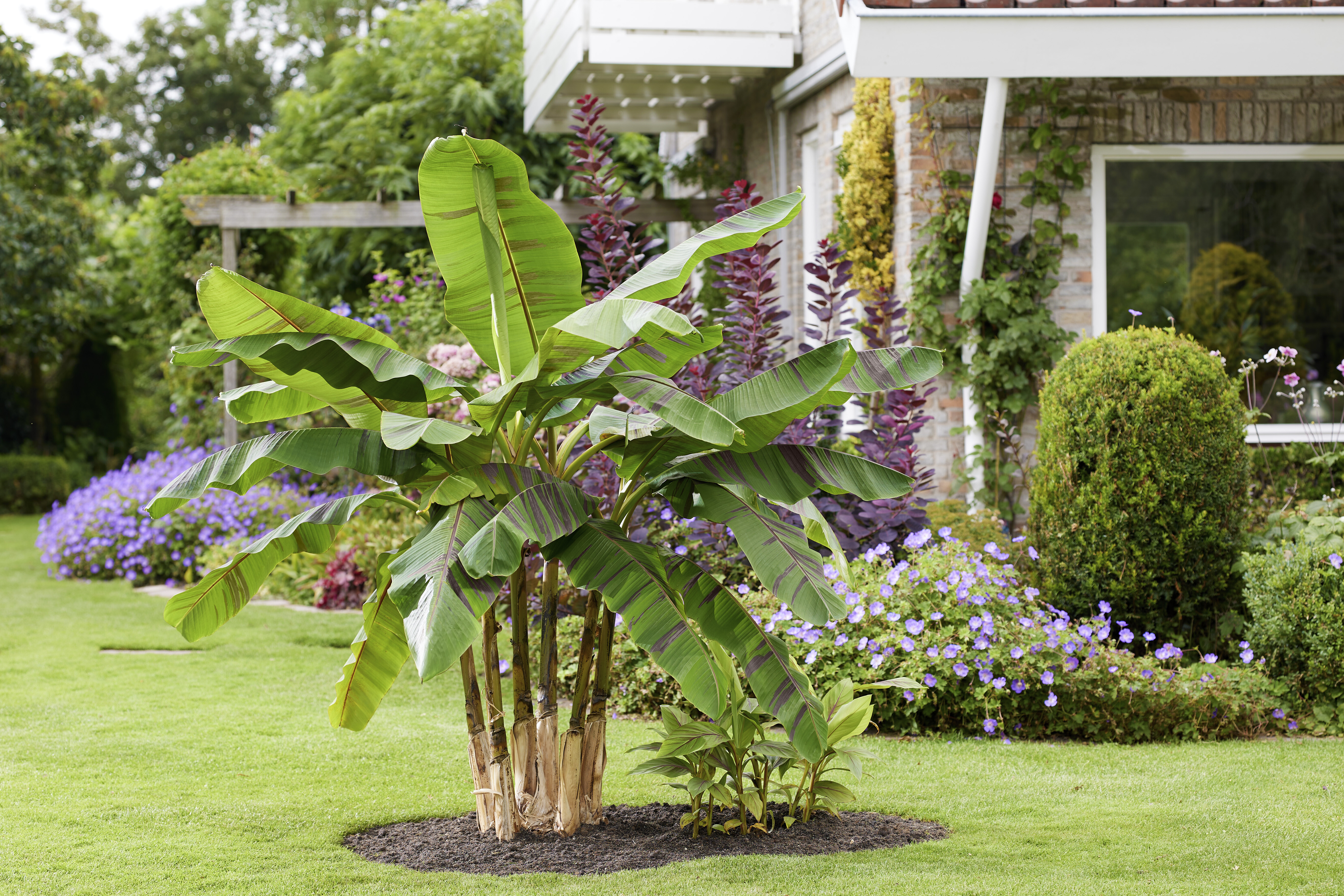 Musa Ever Red (17).jpg