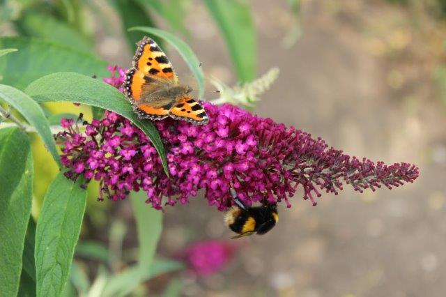 budsuga-Buddleja-Sugar-Plum_Close-up-flower2.jpg